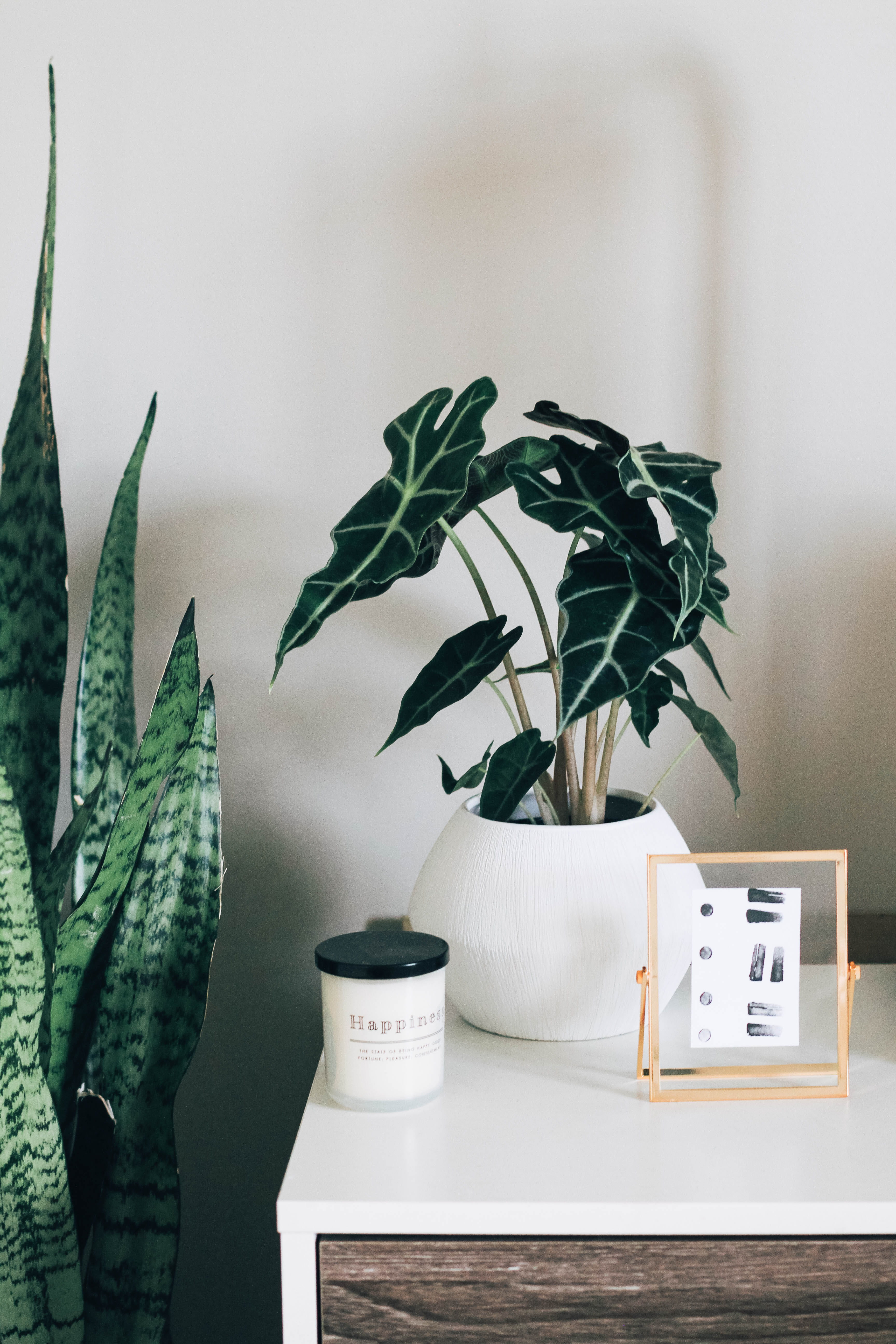 green color, brown, wooden, publication, white color, nature, home interior, plant part, potted plant, 5K, white, green, table, indoor, growth, wall - building feature, Phone HD Wallpaper