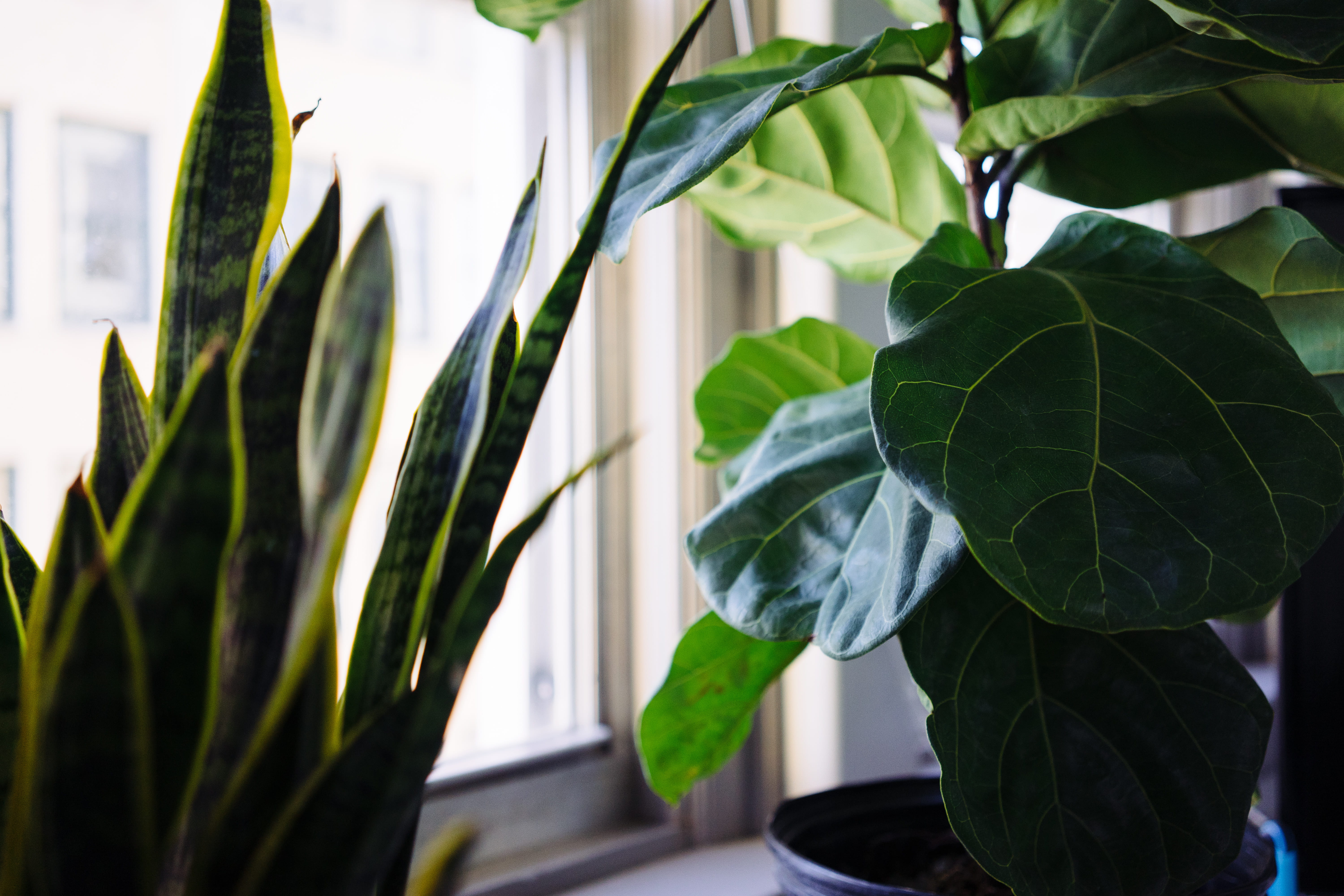 indoors, indoor plants, day, houseplant, focus on foreground, plant part, fragility, vulnerability, bokeh, snake plant, fig leaf, close-up, window, potted plant, HD Wallpaper