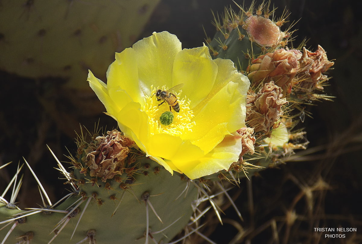 fragility, plant, yellow, nature, closeup, plants, flower head, flowers, springtime, cactus, freshness, close-up, growth, bees, invertebrate, inflorescence, HD Wallpaper