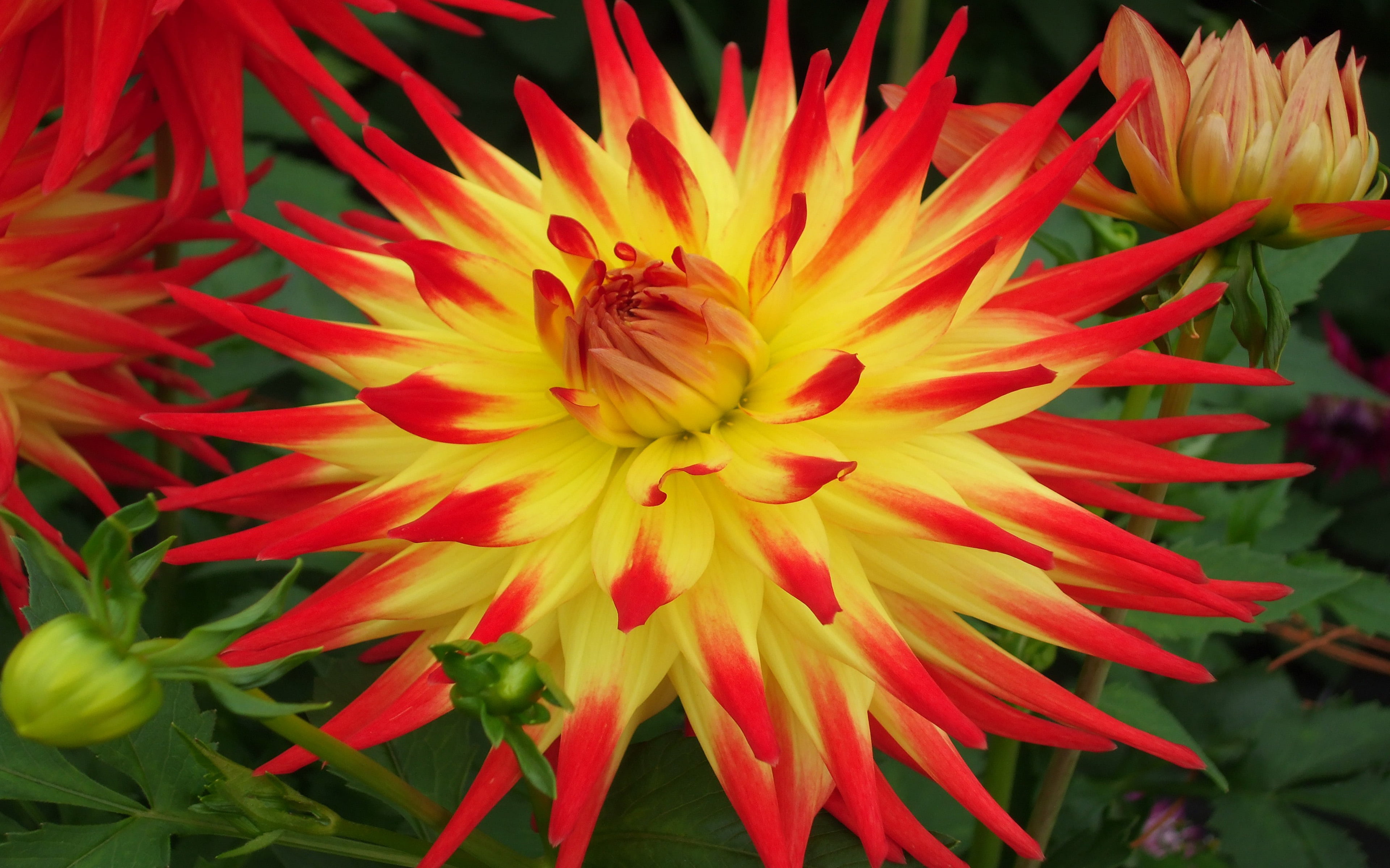 no people, colour, centre, dahlia, day, freshness, k, desktop, flowering plant, pollen, petal, close-up, inflorescence, ultra, vulnerability, HD Wallpaper