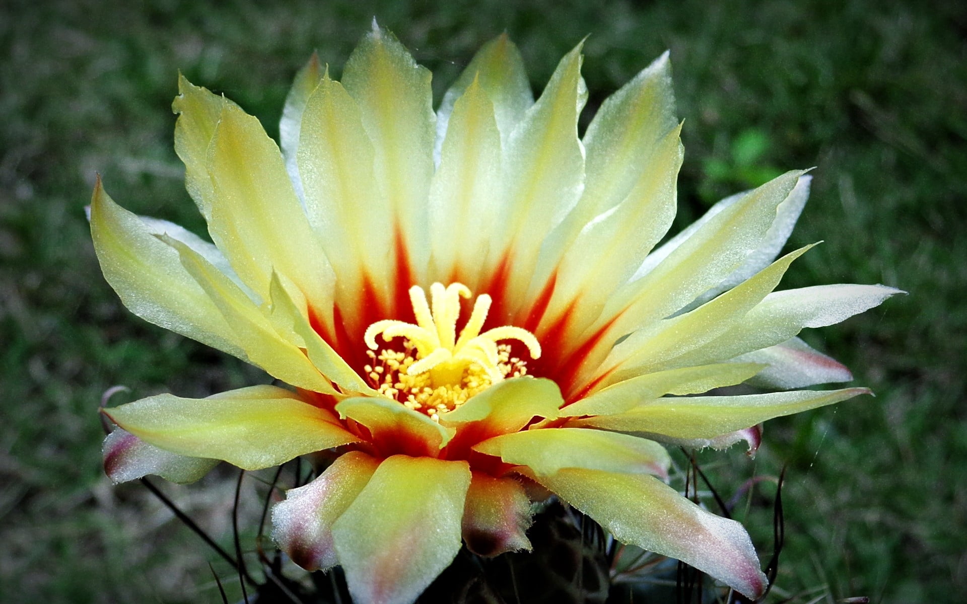 fragility, close-up, growth, background, field, cactus, water Lily, petals, green Color, vulnerability, backgrounds, botany, flower Head, lily, inflorescence, HD Wallpaper
