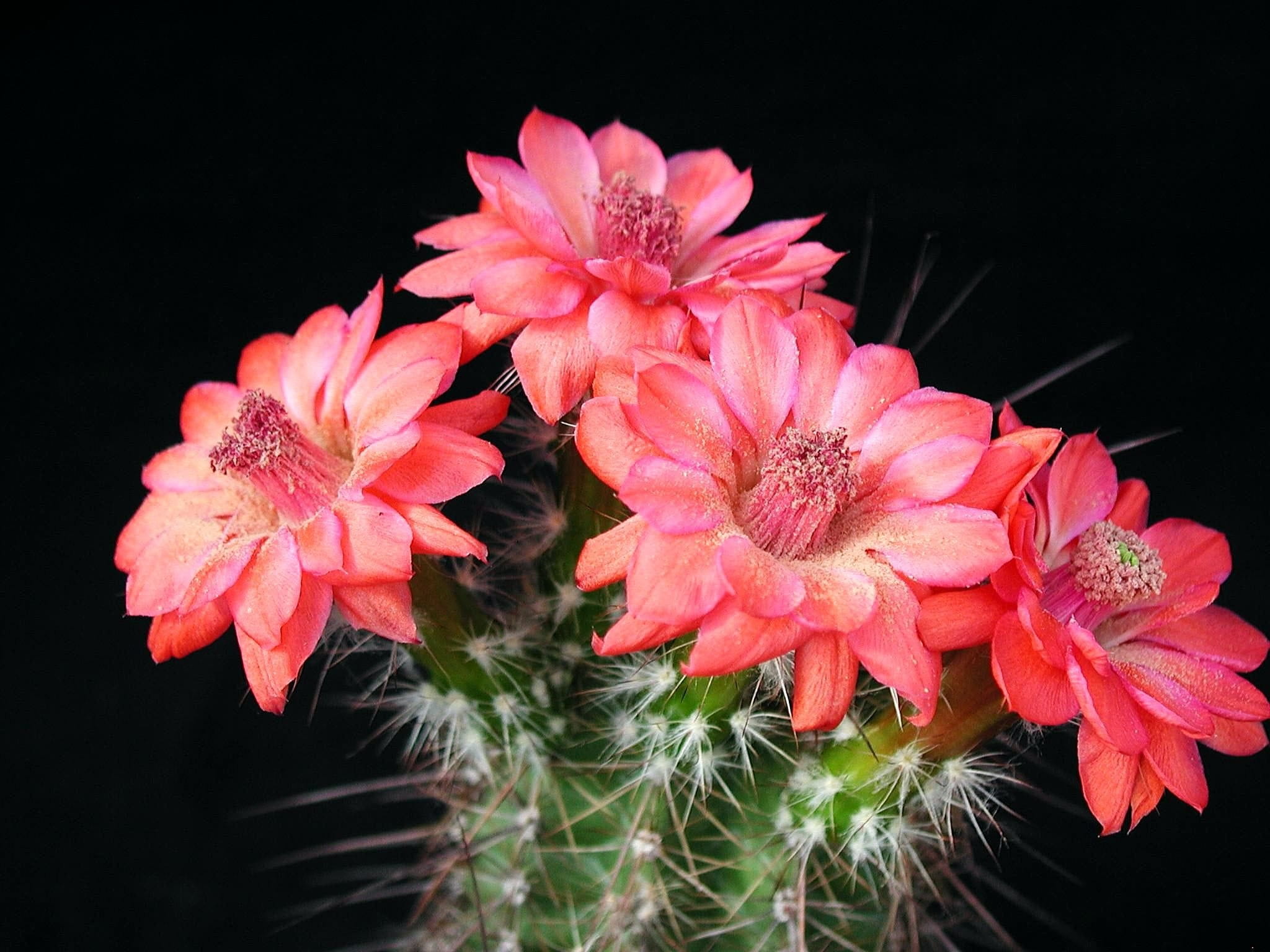 flower arrangement, petal, petals, Flowers, cactus flowers, blossom, succulent, no people, close-up, red, freshness, Plant, inflorescence, indoors, fragility, HD Wallpaper