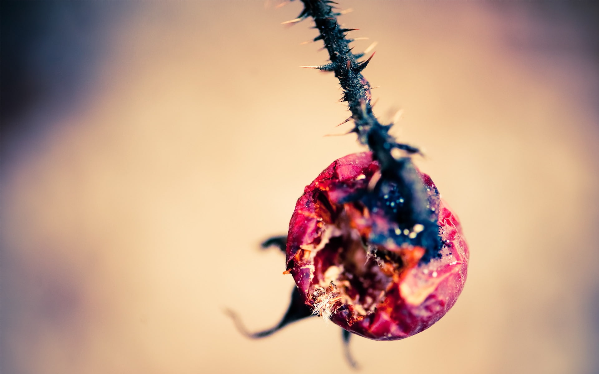 spines, dried, 1080P, HD Wallpaper