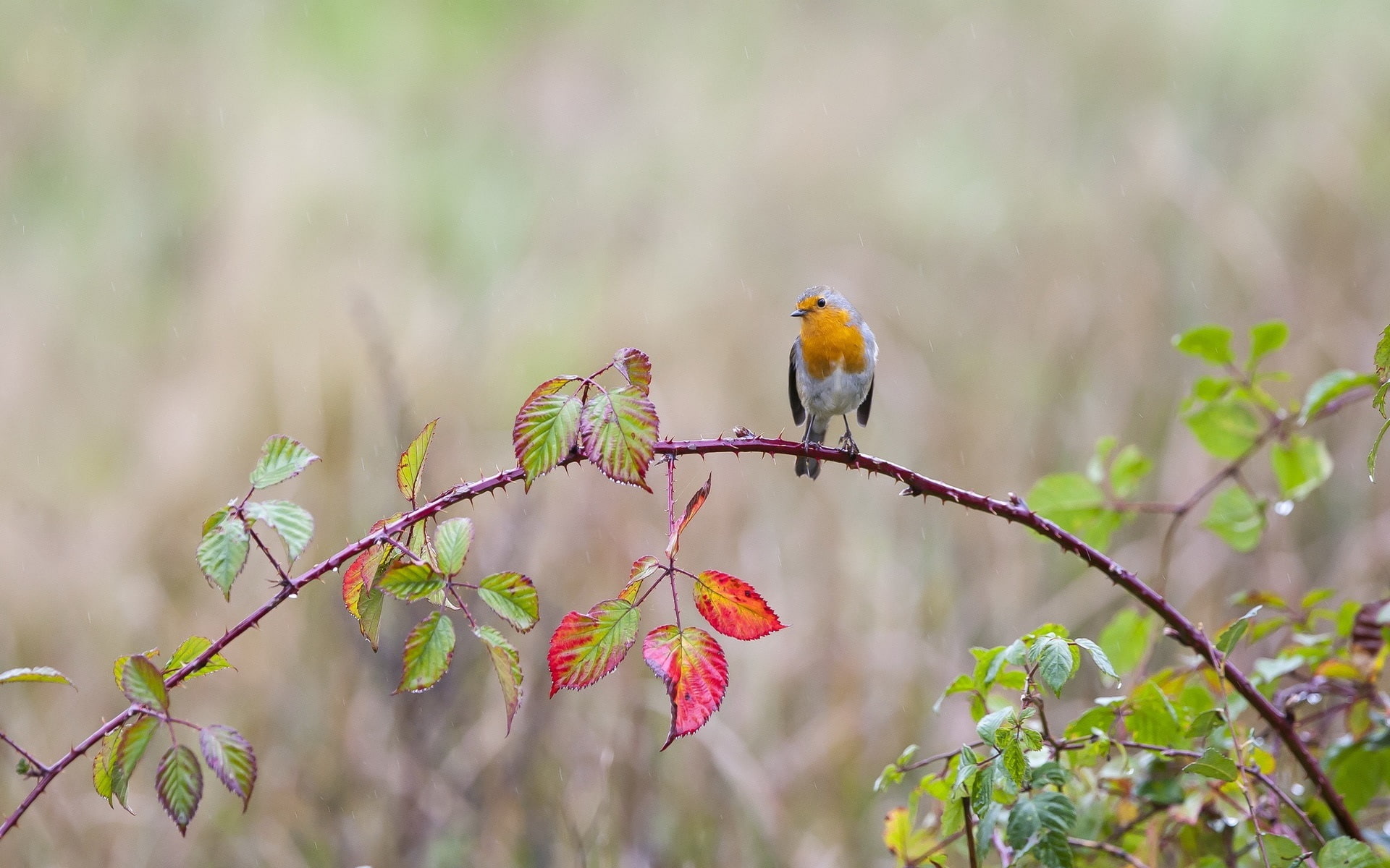 Rain, Drops, Water, Spines, 1080P, Leaves, Bird, Twigs, HD Wallpaper
