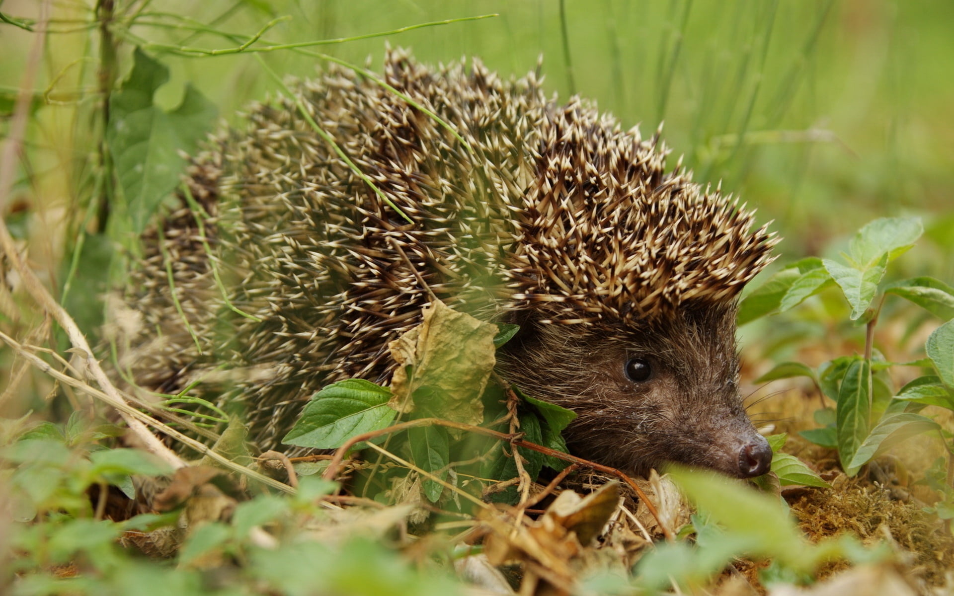 spines, no people, land, bristle - Animal Part, 1080P, small, animal themes, green Color, animal, cute, plant, young Animal, leaf, nature, forest, outdoors, HD Wallpaper