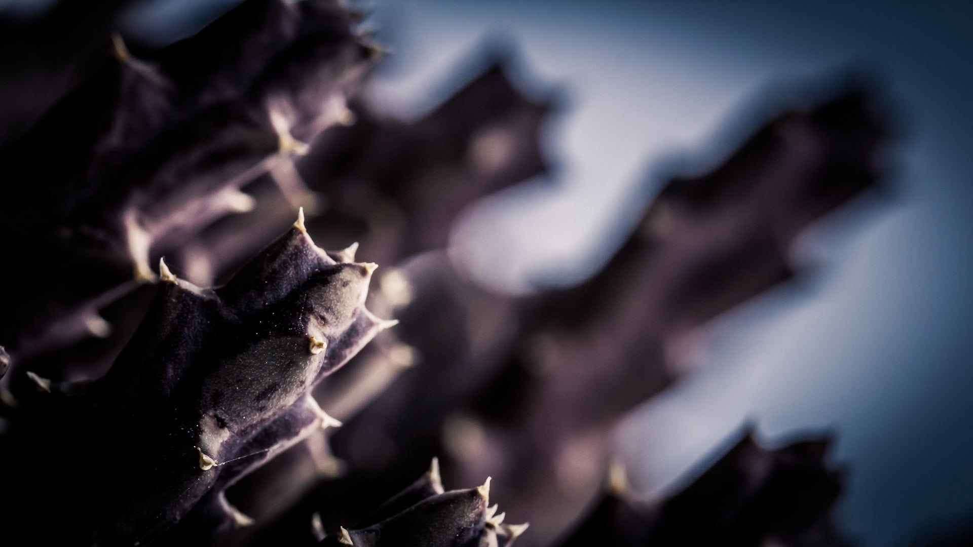 1080P, selective focus, close-up, thorns, color Image, no People, celebration, shadow, macro, conflict, plant, cactus, black color, spines, religion, armed forces, HD Wallpaper