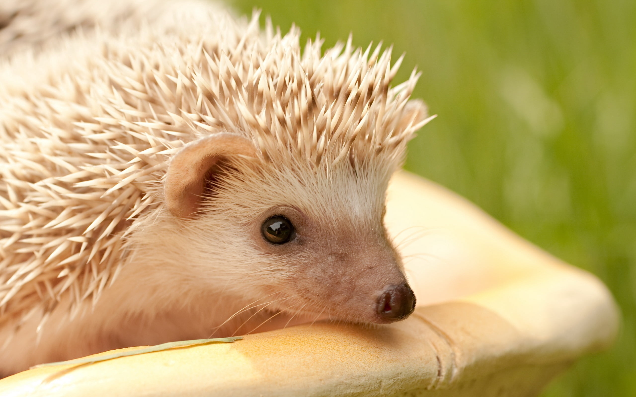 2K, looking, hedge, outdoors, animal, animal wildlife, grass, wildlife, spines, mammals, hedgehog, focus on foreground, pets, animals In The Wild, fur, HD Wallpaper