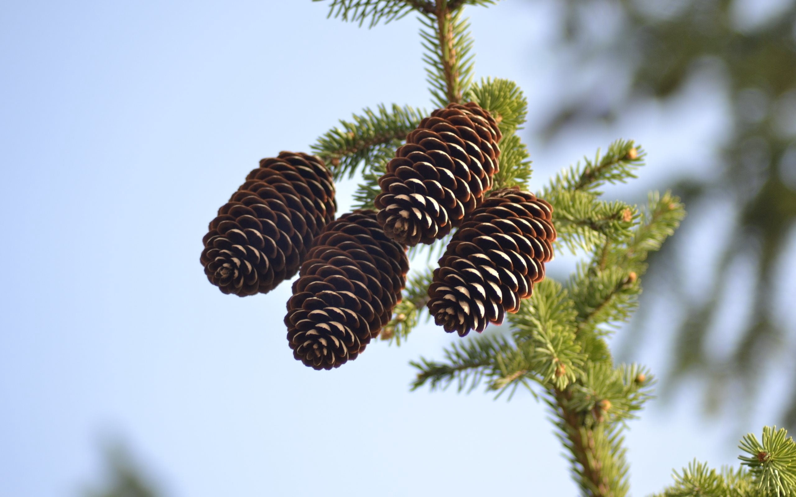 day, sunlight, twig, beauty in nature, plant, white, evergreen Tree, pine, focus on foreground, tree, no People, pine Cone, backgrounds, green Color, needle - Plant Part, HD Wallpaper