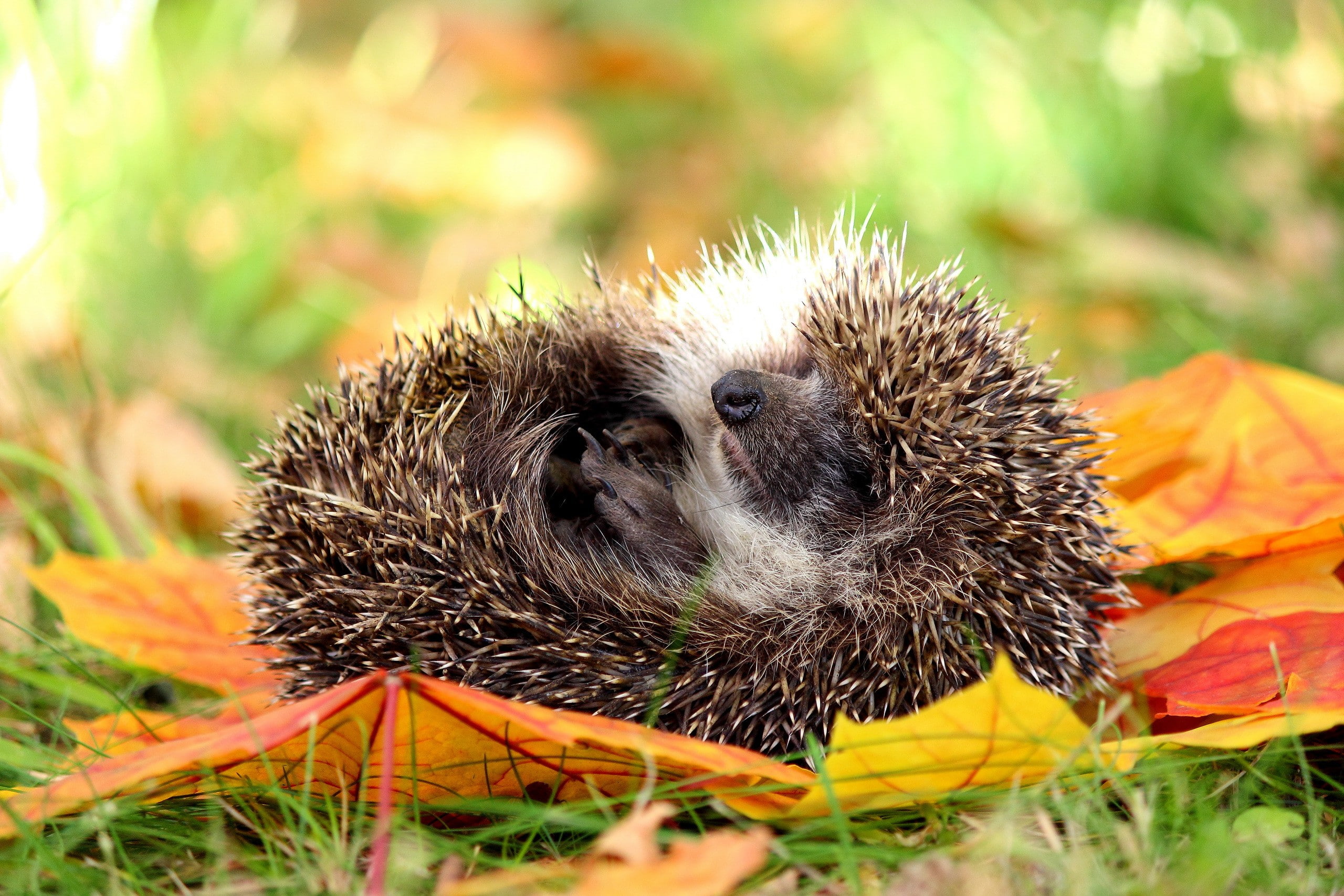 white, Autumn, brown, 2K, hedgehog, Nature, porcupine, HD Wallpaper