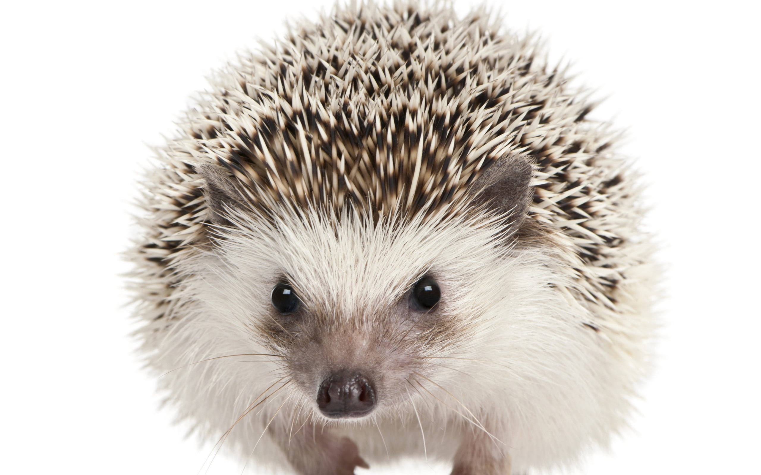 porcupine, animal Wildlife, wildlife, rodent, brown, isolated, small, white, cut Out, animal, looking, animal hair, cute, bristle - Animal Part, focus on foreground, HD Wallpaper