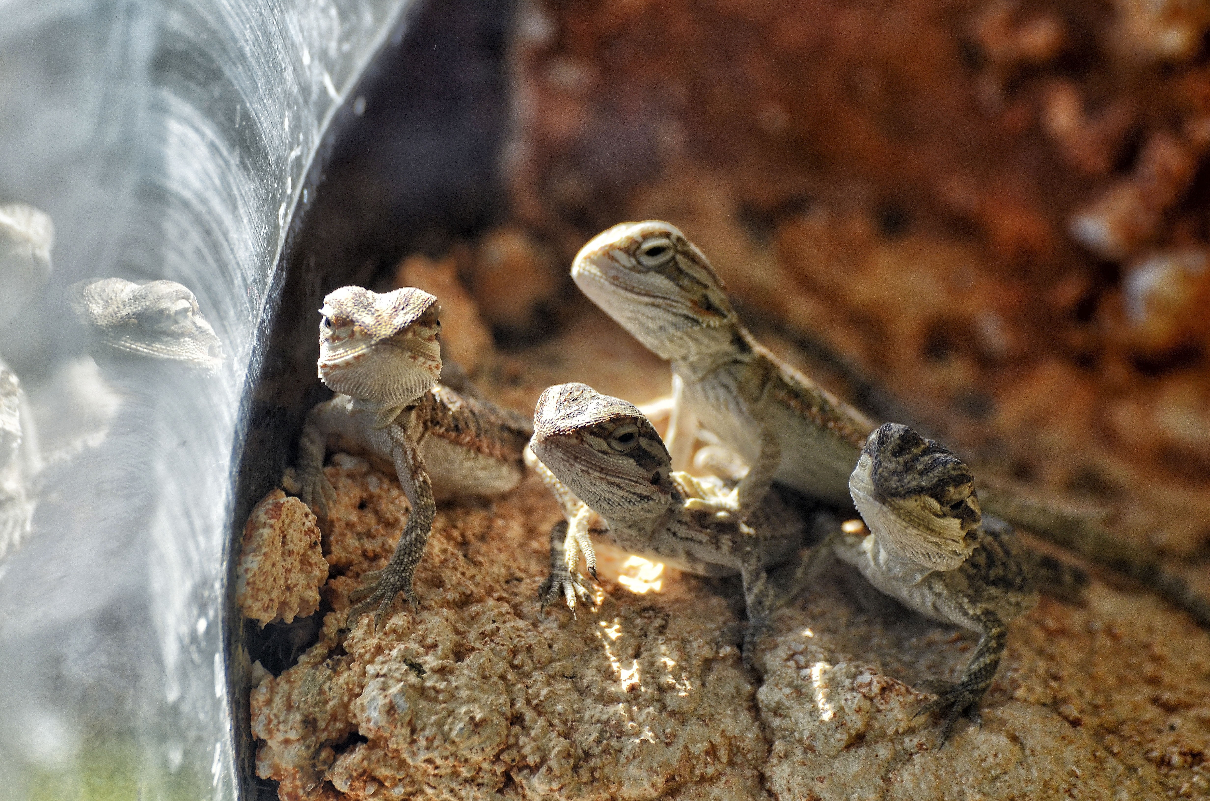 outdoors, terrarium, terraristik, animals in the wild, reptiles, group of animals, focus on foreground, animal wildlife, animal, selective focus, 4K, young animals, HD Wallpaper