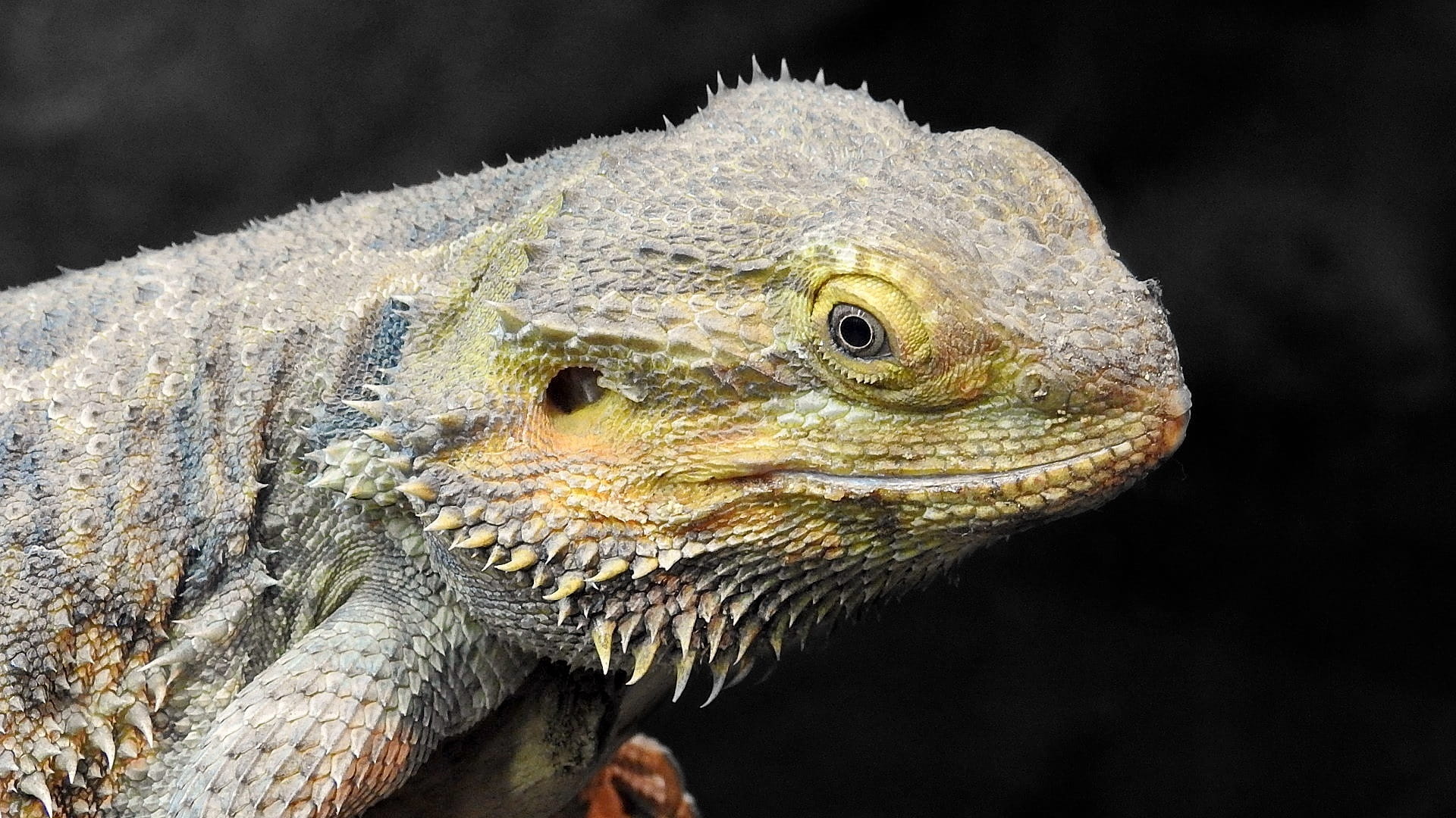 side view, nature, black background, macro, close-up, lizard, animal themes, scale, close up, tropical, outdoors, animal scale, iguana, bearded dragon, HD Wallpaper