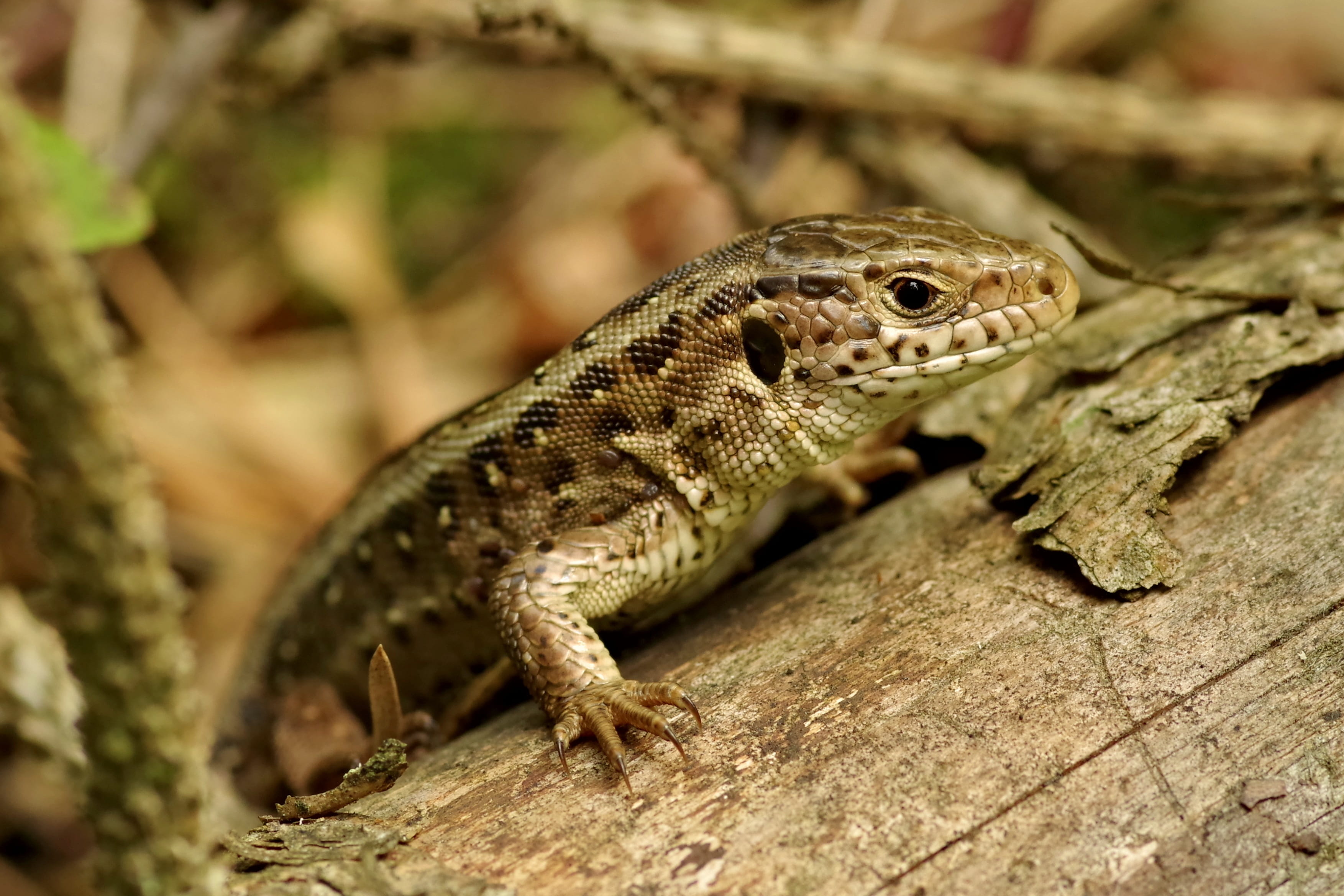 skin, scales, the lizard, animal themes, no people, europe, nature, fast, wood - material, animal, vertebrate, 2K, small, eye, animal body part, natural, HD Wallpaper