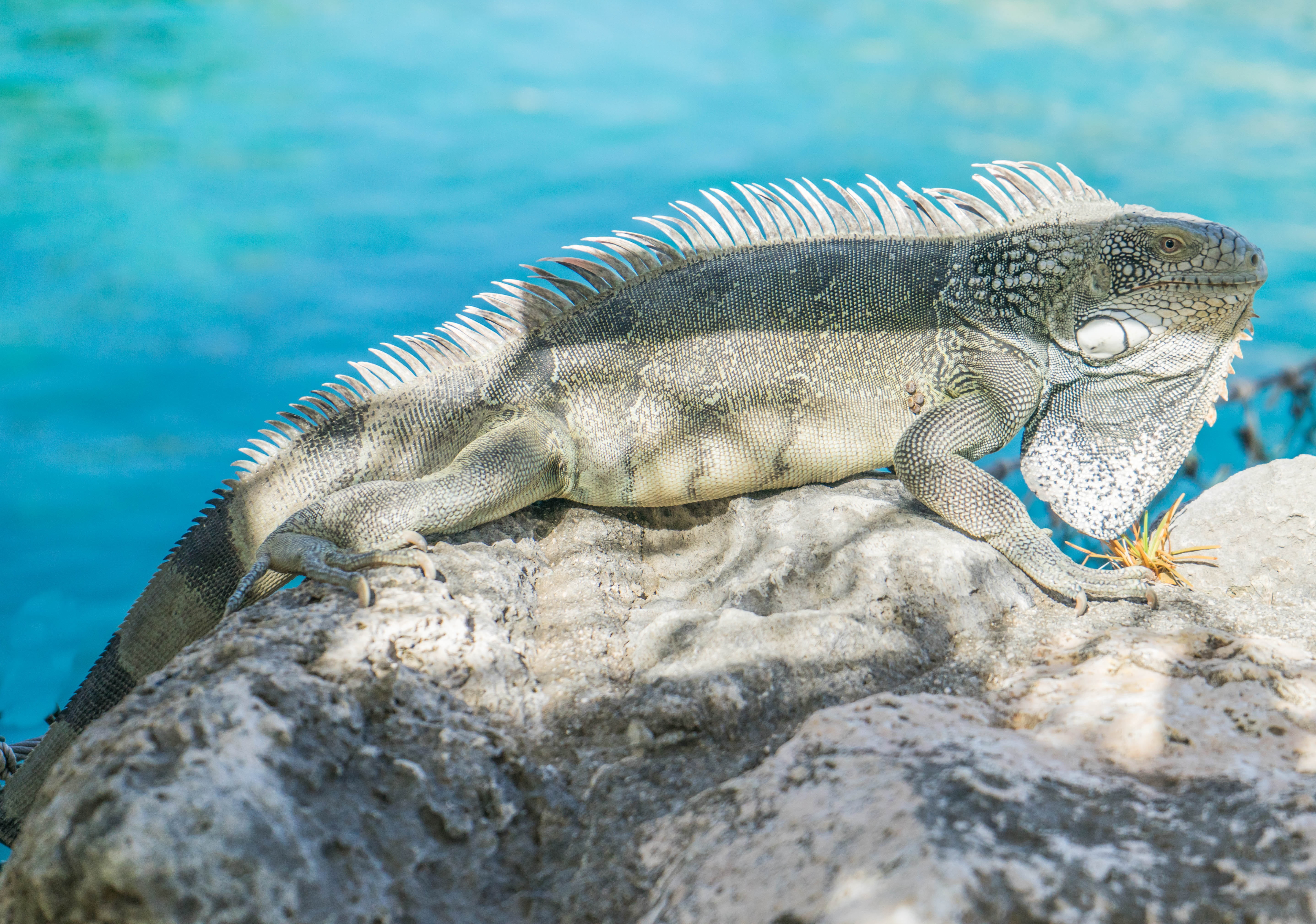 day, close up, underwater, animals in the wild, undersea, sea, 5K, skin, water, lizard, wildlife, no people, animal wildlife, marine, reptilian, head, HD Wallpaper