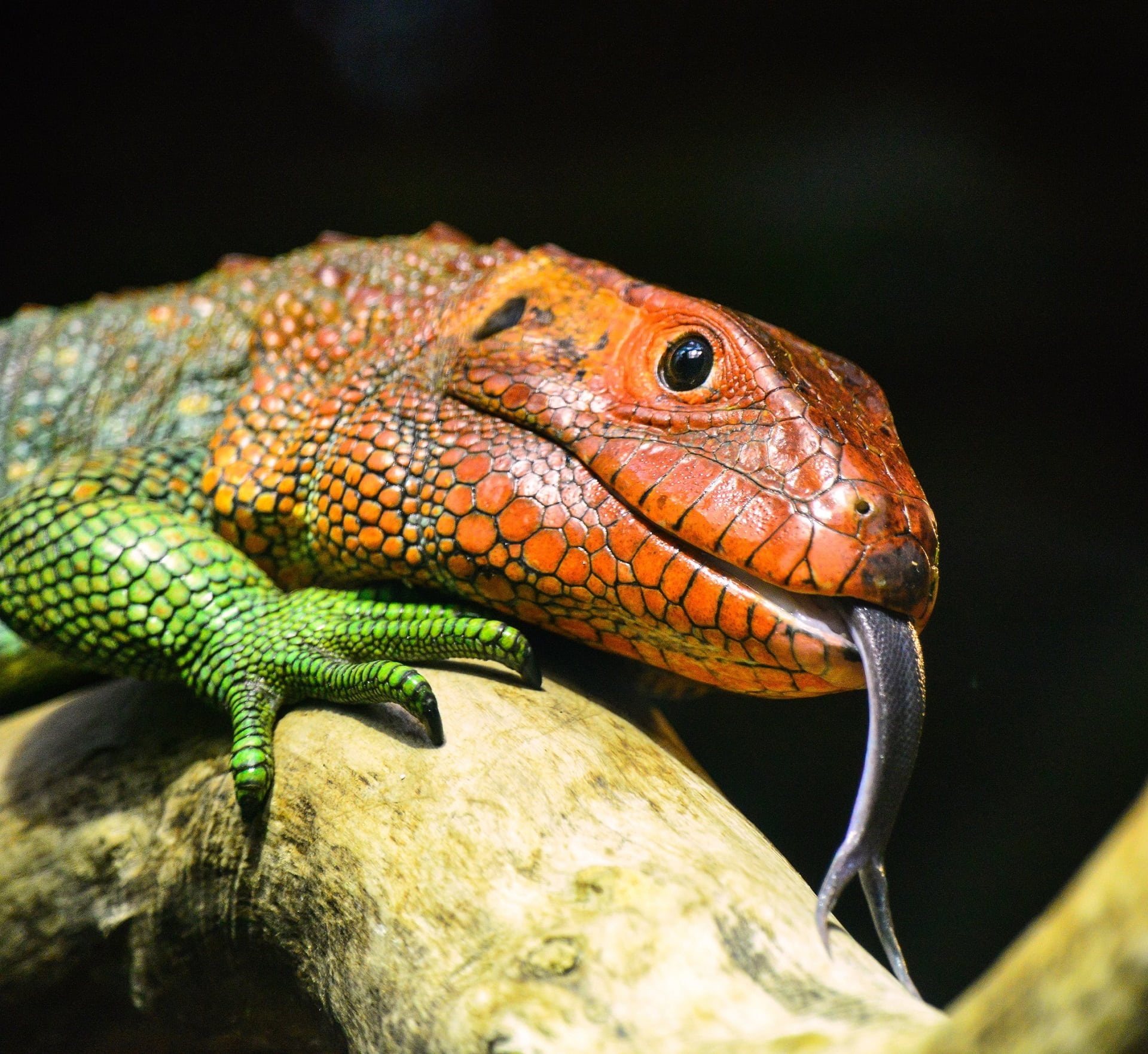 iguana, tree, chameleon, close-up, selective, one animal, dragon, animal body part, green, no people, brunch, macro, tongue, outdoors, photography, side view, HD Wallpaper