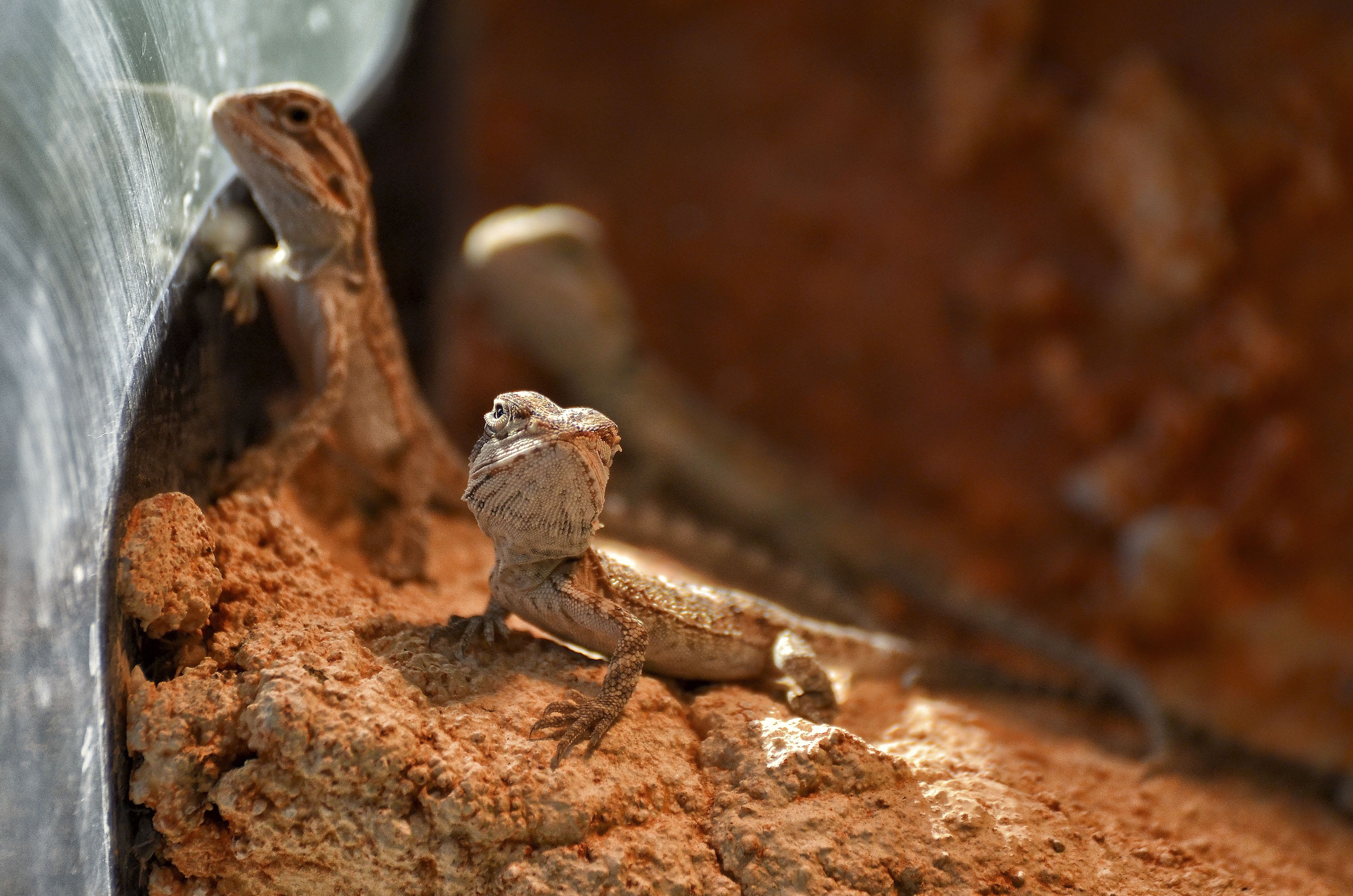 rock, animal, animal wildlife, 4K, focus on foreground, young animals, terrarium, vertebrate, one animal, terraristik, reptiles, day, pogona, solid, rock - object, HD Wallpaper