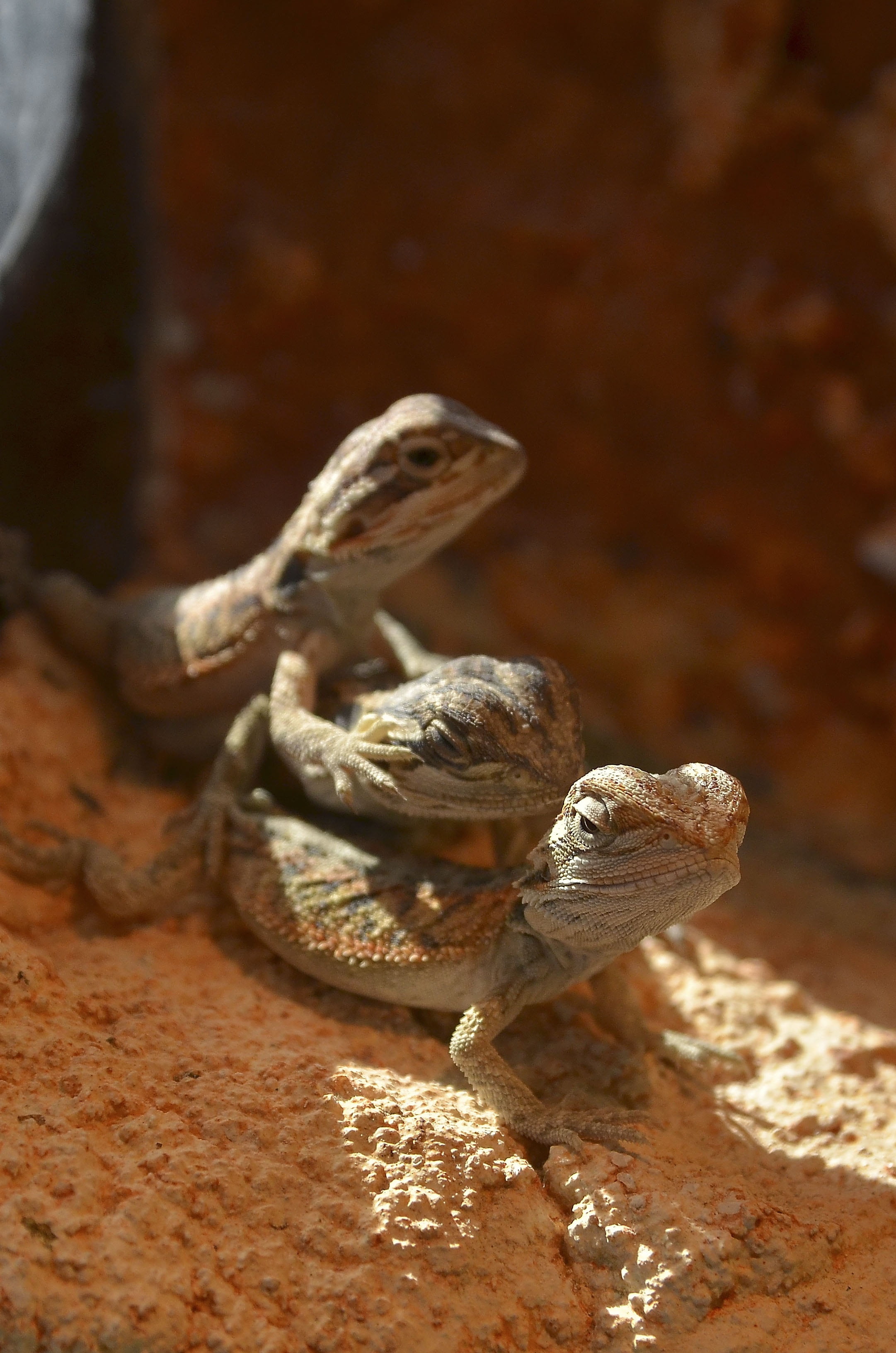 full length, pogona, animal wildlife, terrarium, nature, animal, solid, animal themes, reptiles, animals in the wild, terraristik, animal body part, focus on foreground, Phone HD Wallpaper
