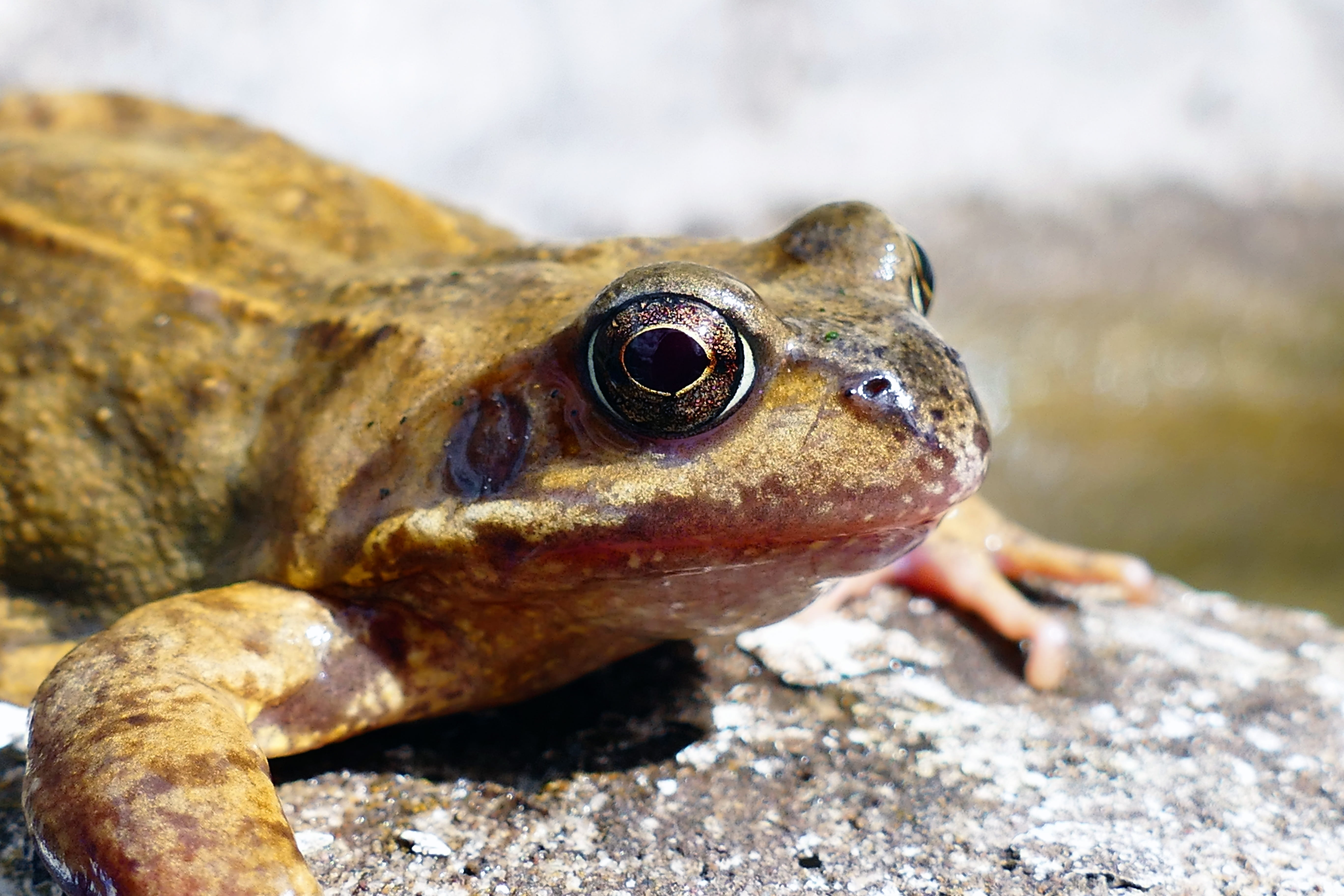 water, looking, natural, brown, european, animal head, animal, solid, animals in the wild, look, animal body part, wild, skin, marine, reptilian, animal themes, HD Wallpaper