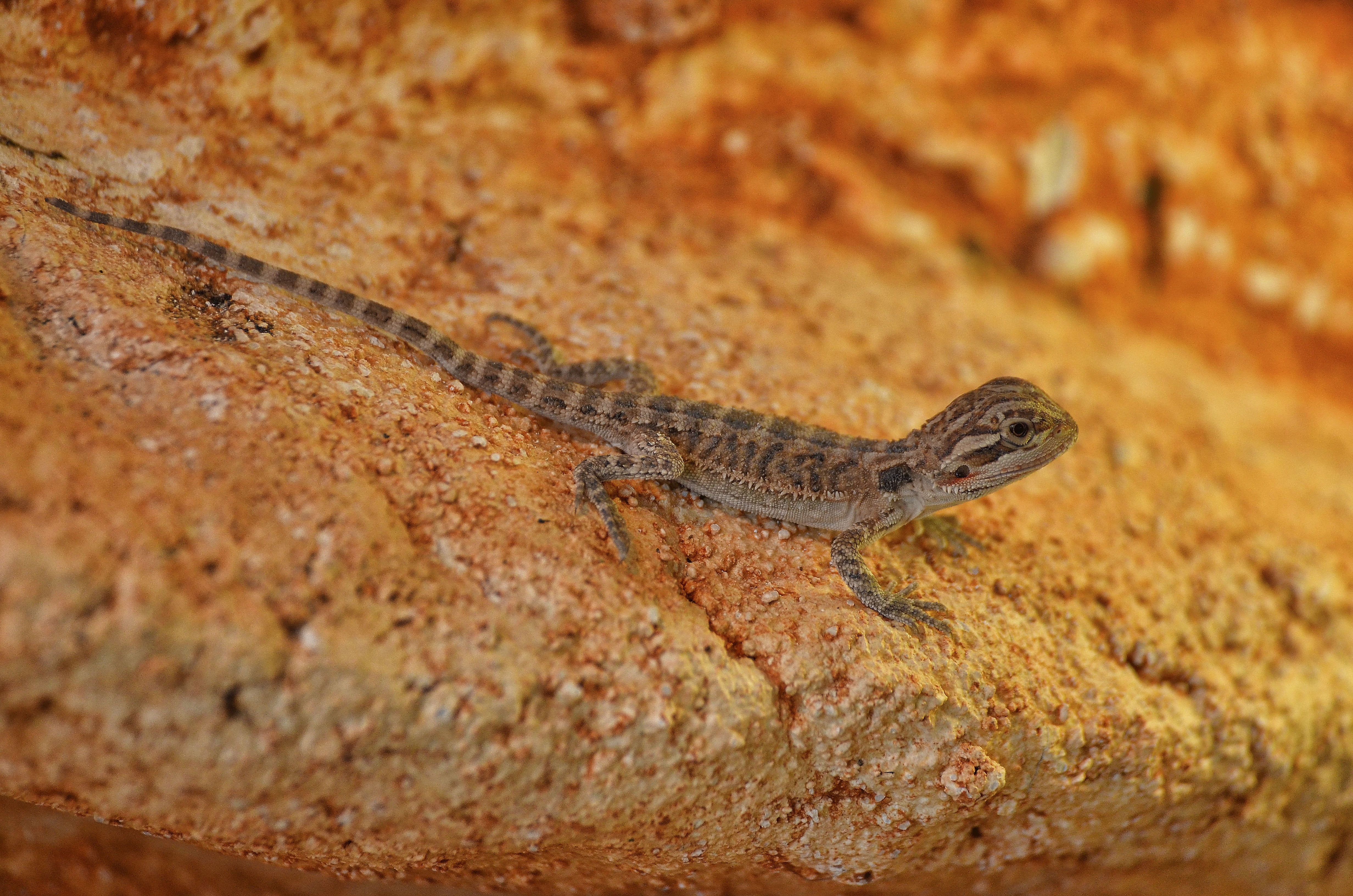animal wildlife, no people, brown, solid, reptile, animal themes, wildlife, snake, lizard, outdoors, one animal, small, 4K, cold blooded animals, young animal, HD Wallpaper