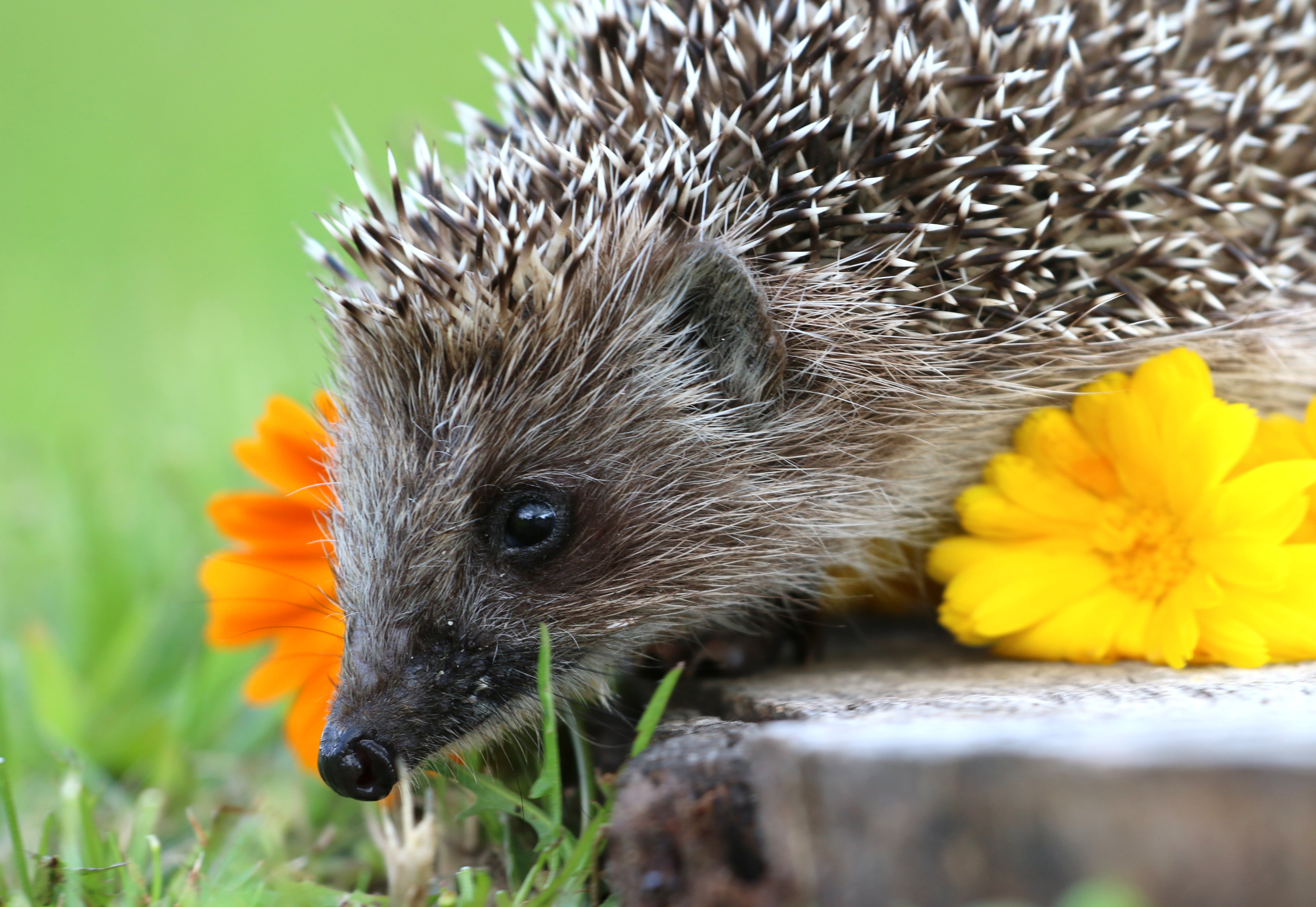 fur, fragility, day, no people, vertebrate, focus on foreground, animal, bristle - Animal Part, pets, animal wildlife, yellow, flower, vulnerability, rodent, HD Wallpaper