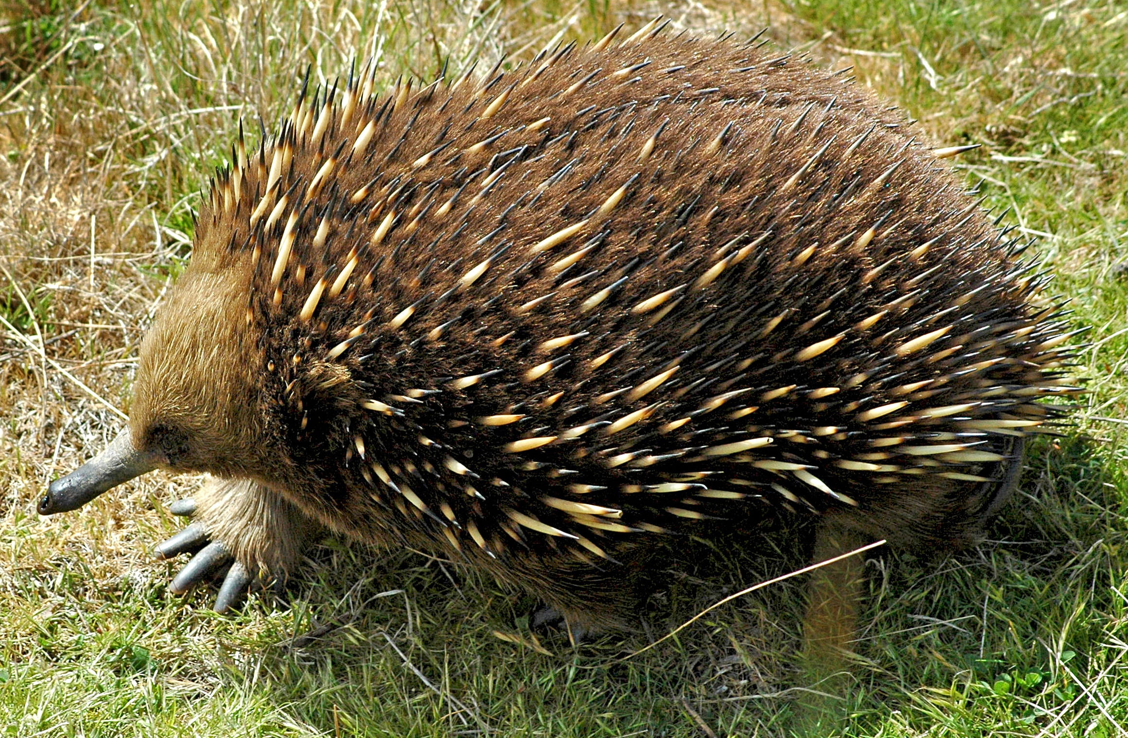 animals in the wild, nature, day, hedgehog, land, echidna, vertebrate, porcupine, close-up, field, plant, walk, animal, animal wildlife, one animal, animal themes, HD Wallpaper
