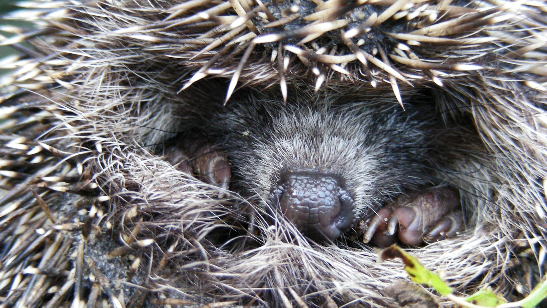 porcupine, animals And Pets, plant, outdoors, nature, paws, cute, hedgehog, snout, animal Nose, resting, spines, no People, nose, eyes closed, animals In The Wild, HD Wallpaper