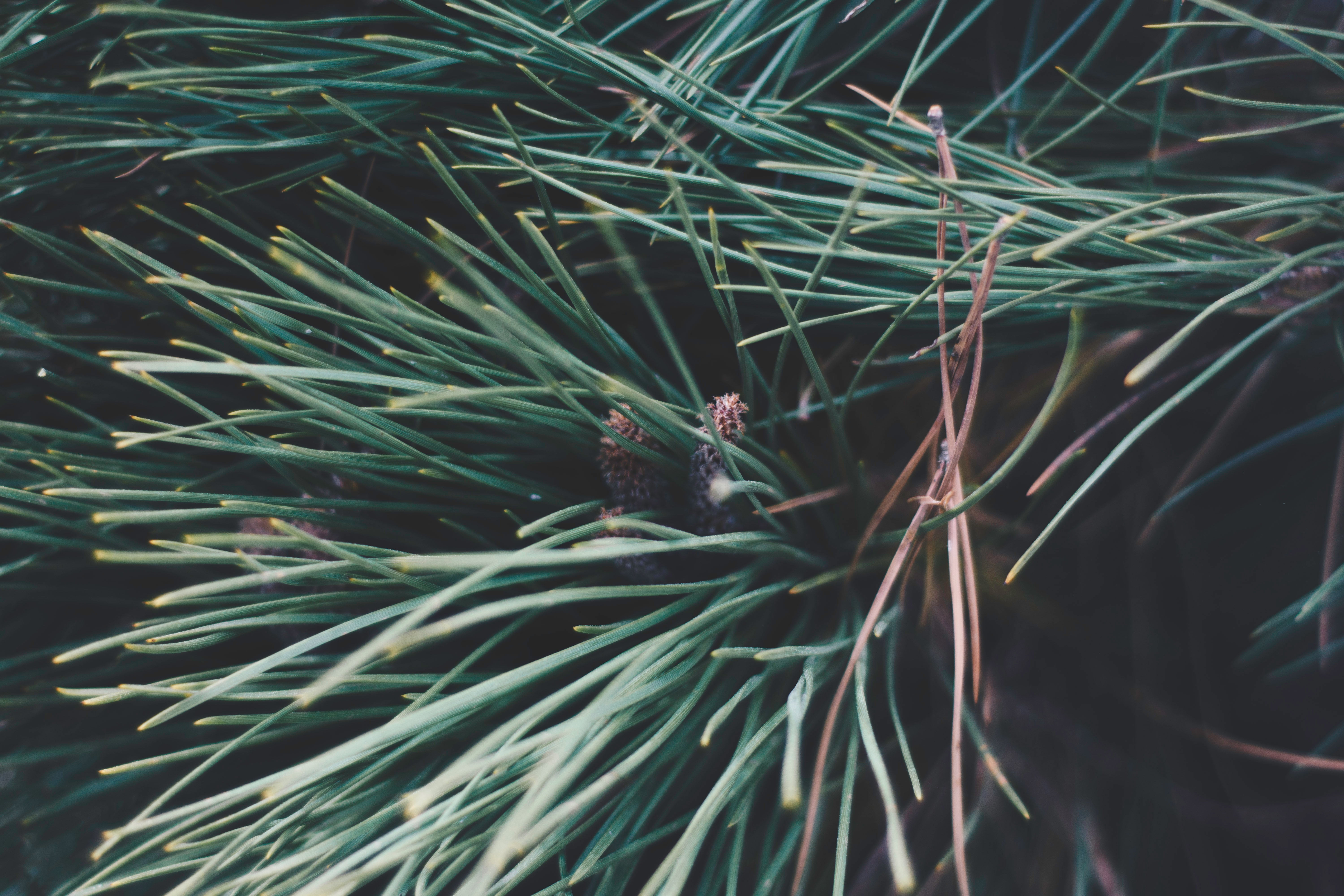 animal wildlife, reef, plant, selective focus, pine tree, spiky, day, green, animals in the wild, nature, leaf, branches, backgrounds, full frame, no people, HD Wallpaper