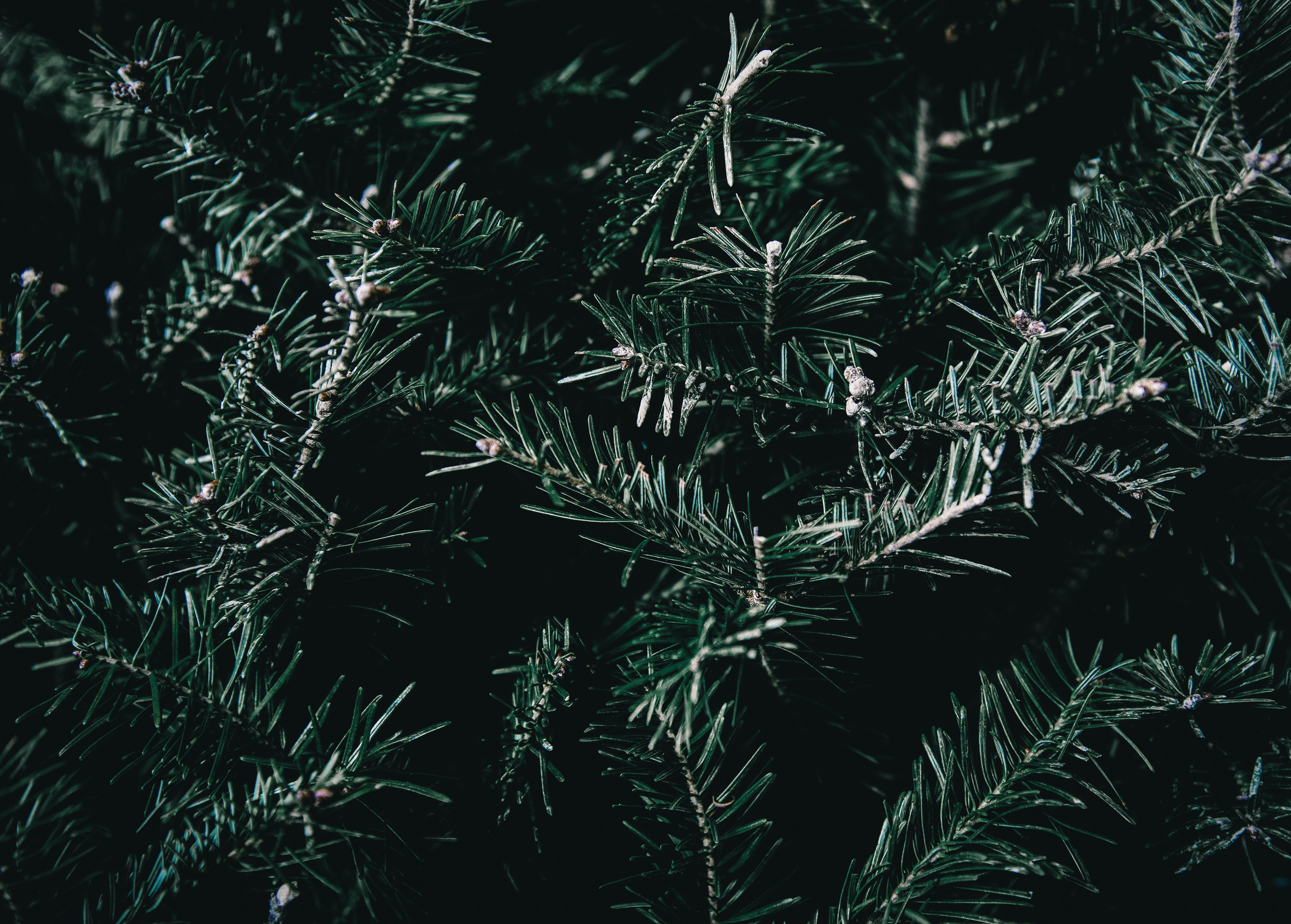 growth, plant part, close-up, green color, foliage, nature, needle - plant part, beauty in nature, branches, backgrounds, outdoors, spines, full frame, HD Wallpaper