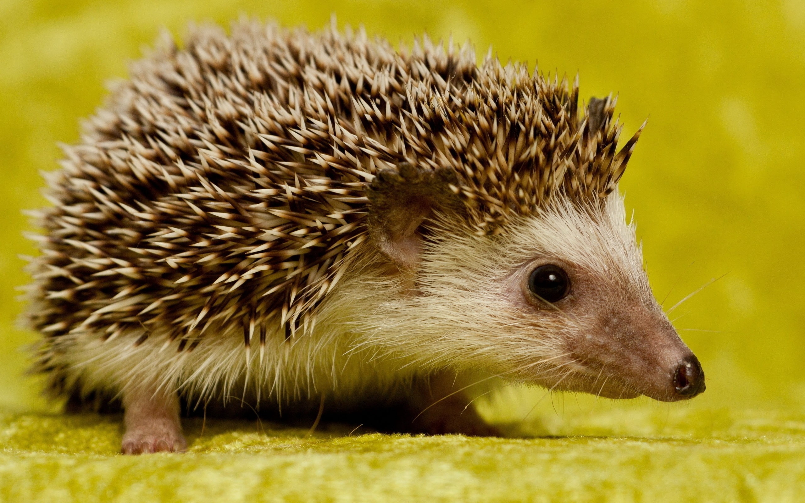 hedgehog, spines, 2K, muzzle, HD Wallpaper