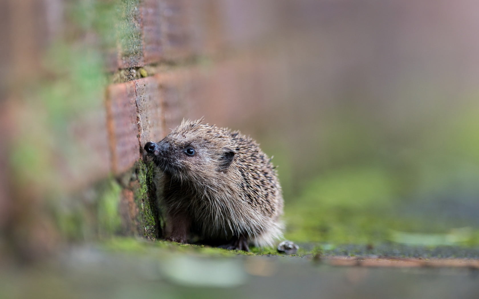 animal, rodent, selective focus, blurring, animals in the wild, day, no people, outdoors, brown, portrait, spines, hedgehog, legged, animal wildlife, plant, HD Wallpaper