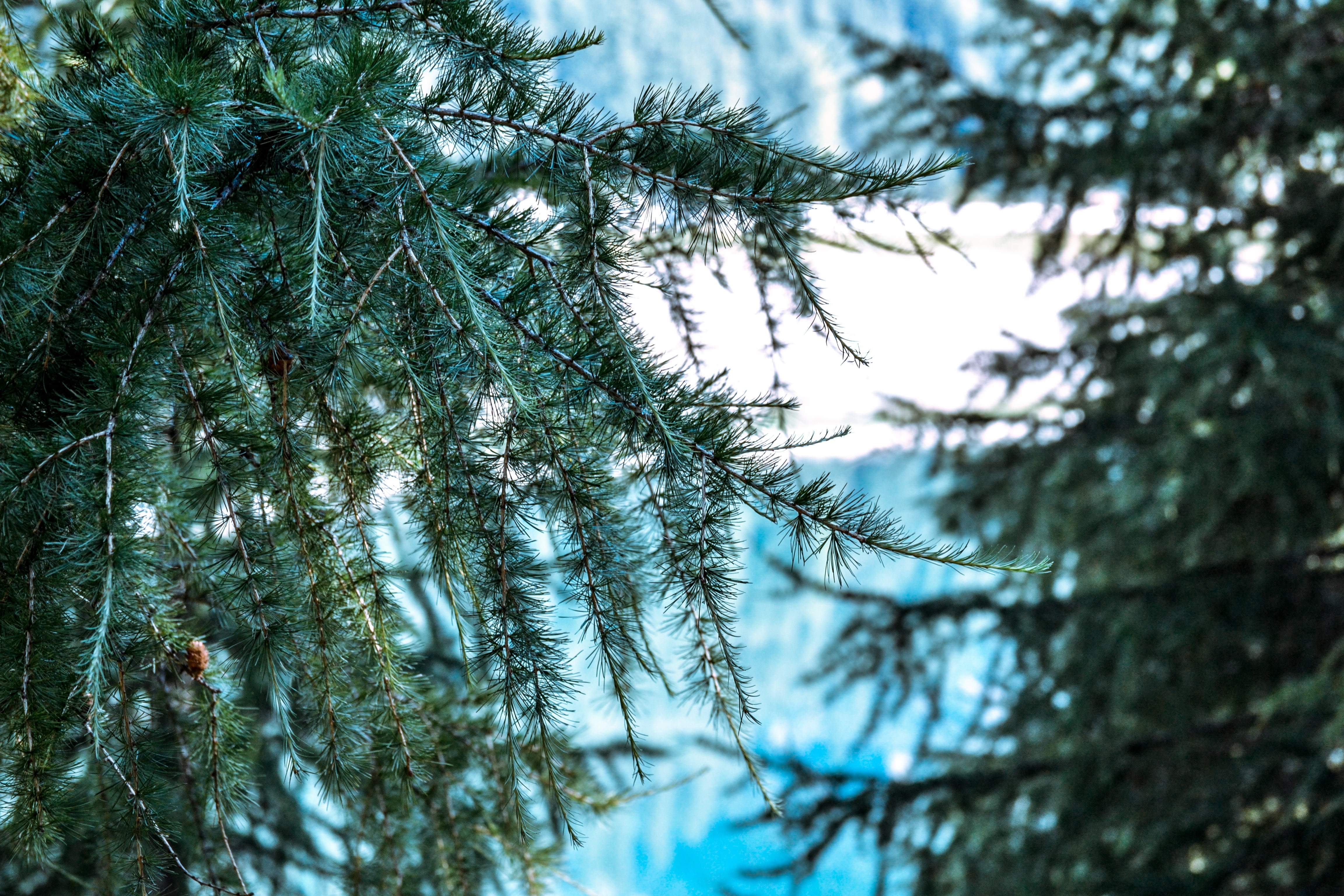 tree, fir tree, focus on foreground, selective focus, coniferous tree, beauty in nature, green color, pine tree, no people, close-up, 4K, winter, growth, HD Wallpaper