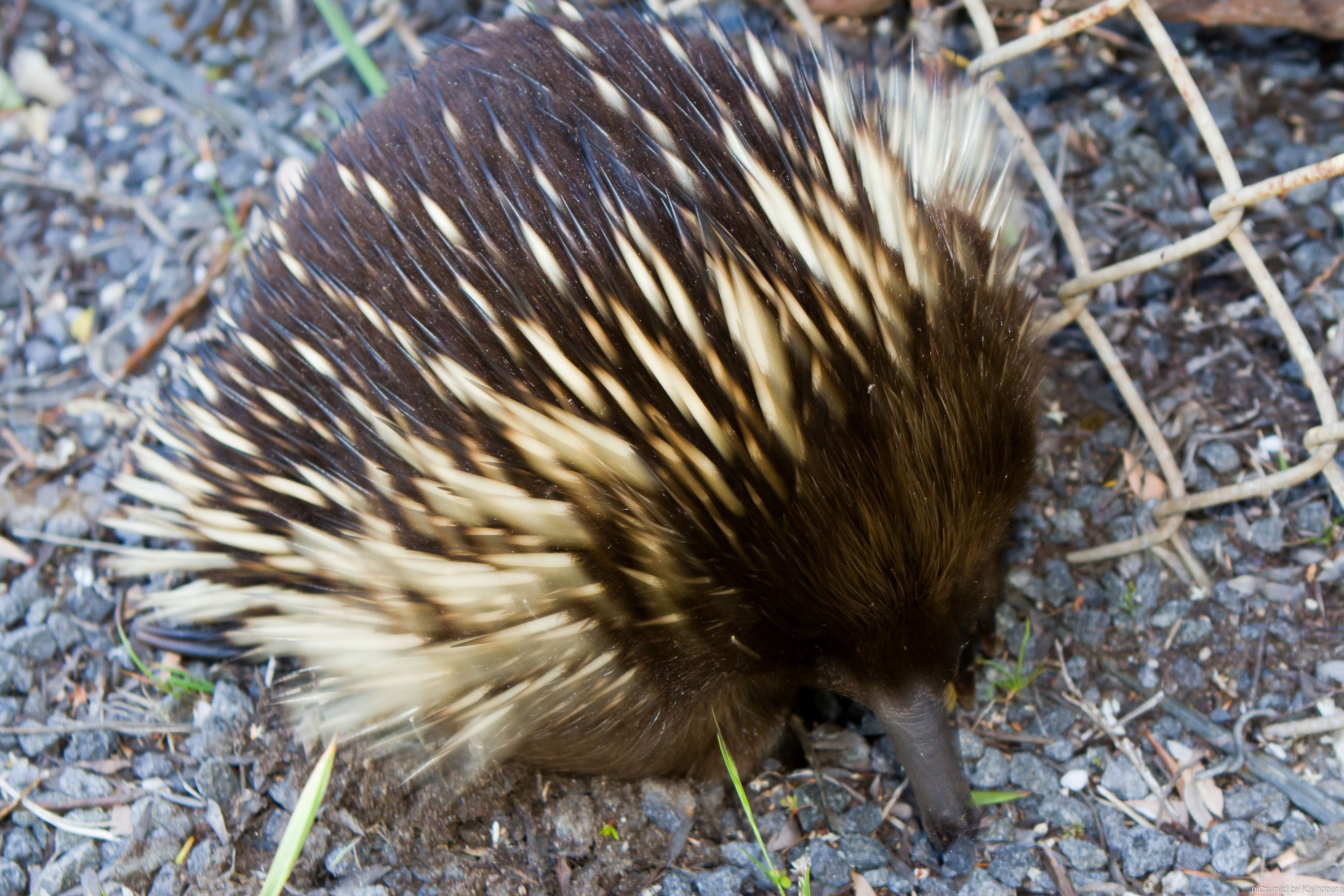 wildlife, outdoors, no people, 4K, nature, spines, animals In The Wild, animal wildlife, field, day, high angle view, nose, echidna, brown, young animal, HD Wallpaper