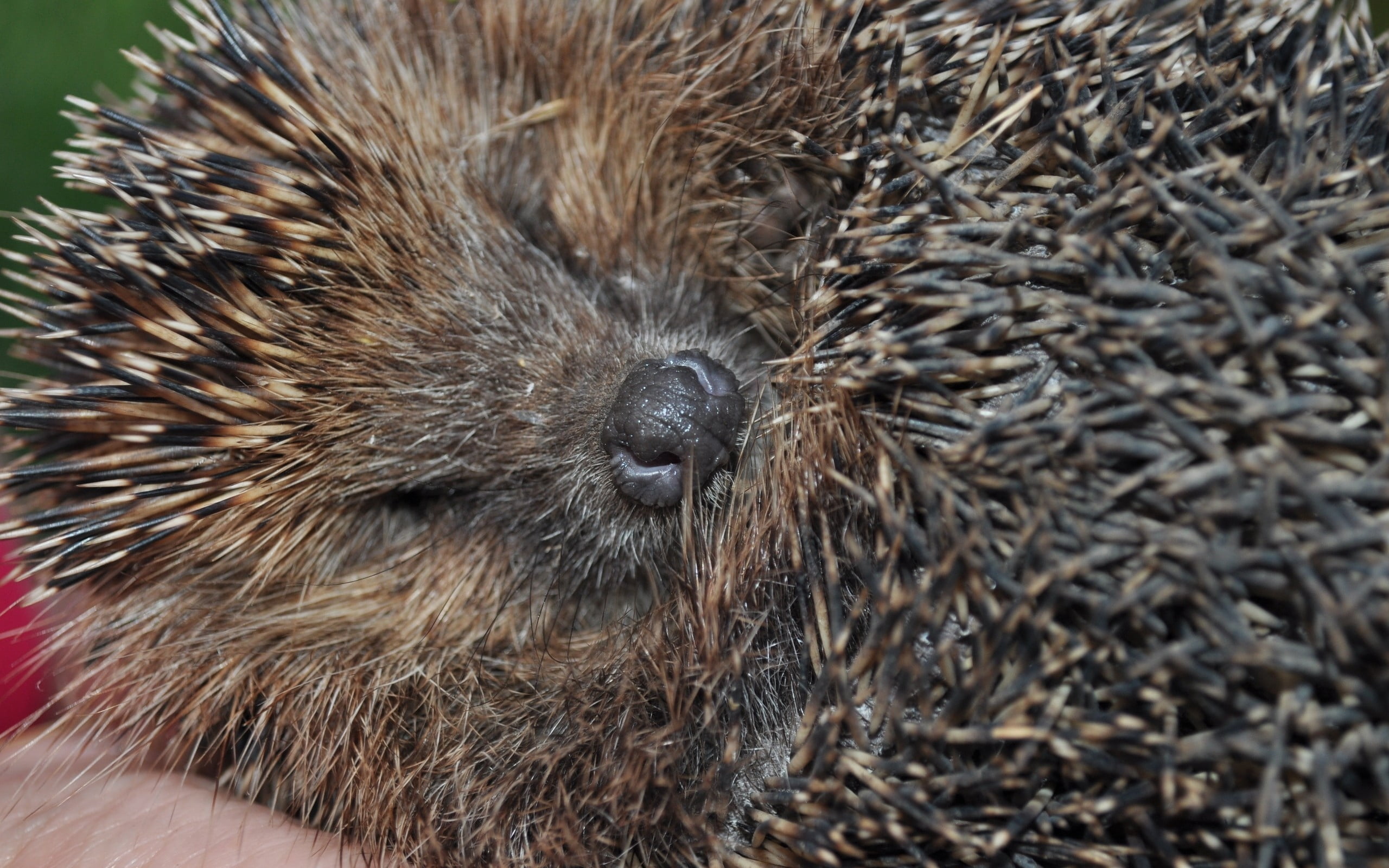 bristle - Animal Part, day, hair, spines, snout, cute, close-up, animal Nose, nature, animal head, animal body part, no people, porcupine, coil, animal wildlife, HD Wallpaper