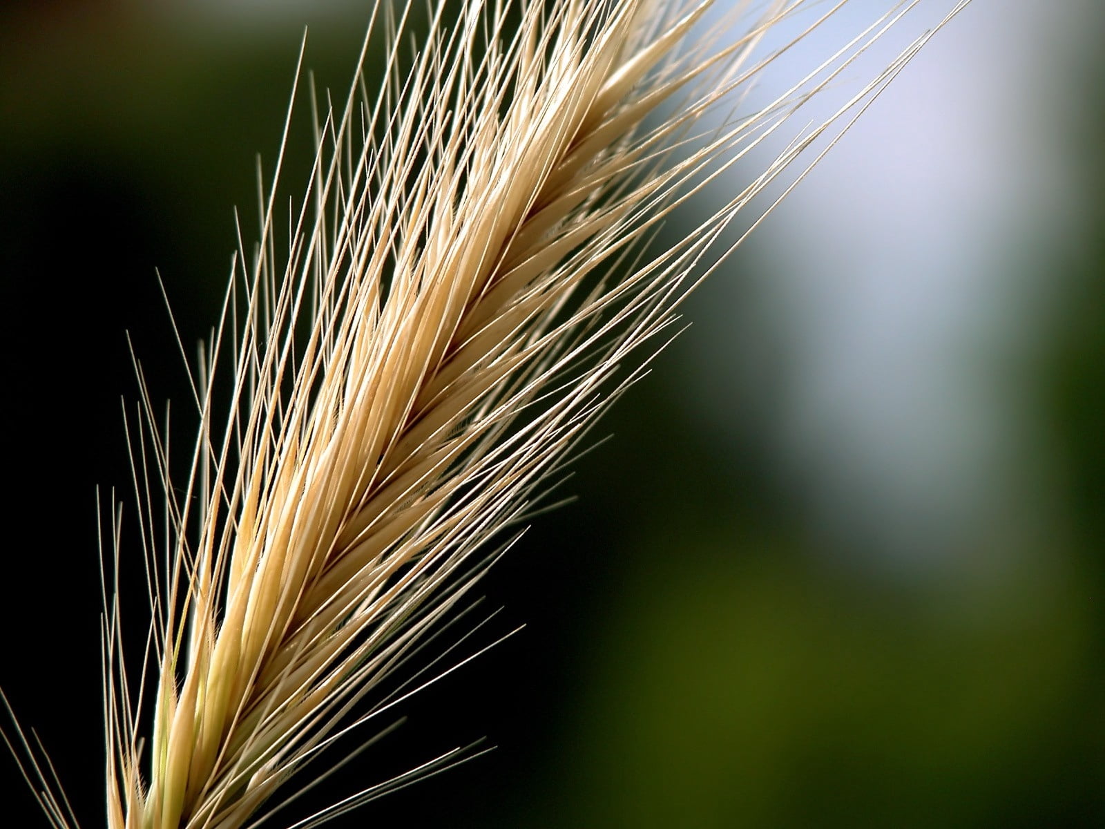 green, growth, focus on foreground, 720P, stalk, plant, cereal plant, prickly, selective focus, land, sunlight, day, ear, beige, brown, no people, beauty in nature, HD Wallpaper