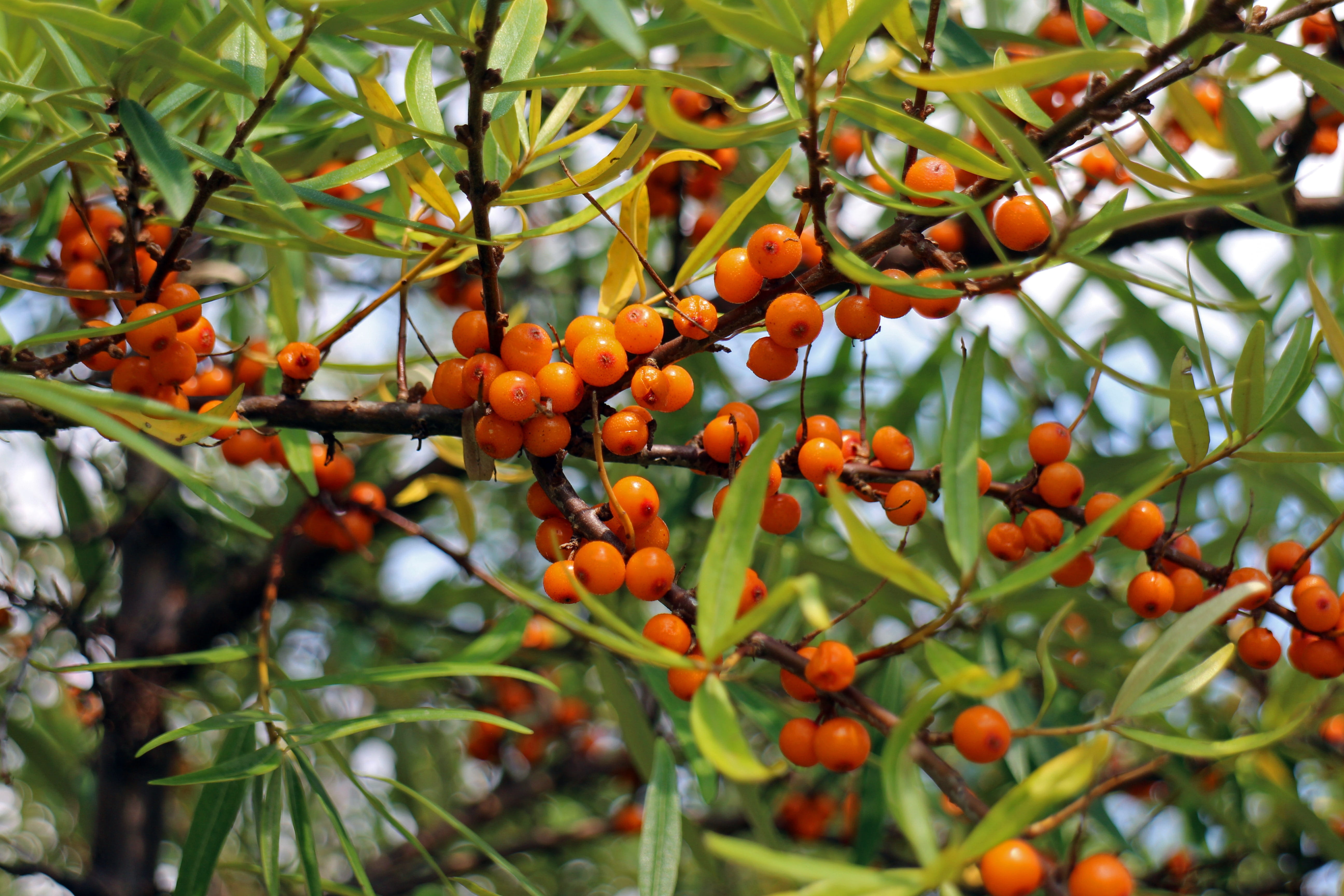 close-up, beauty in nature, leaf, freshness, Orange, fruit, no people, berry fruit, outdoors, periwinkle, hedge, birds bosk, nature, food and drink, healthy eating, HD Wallpaper