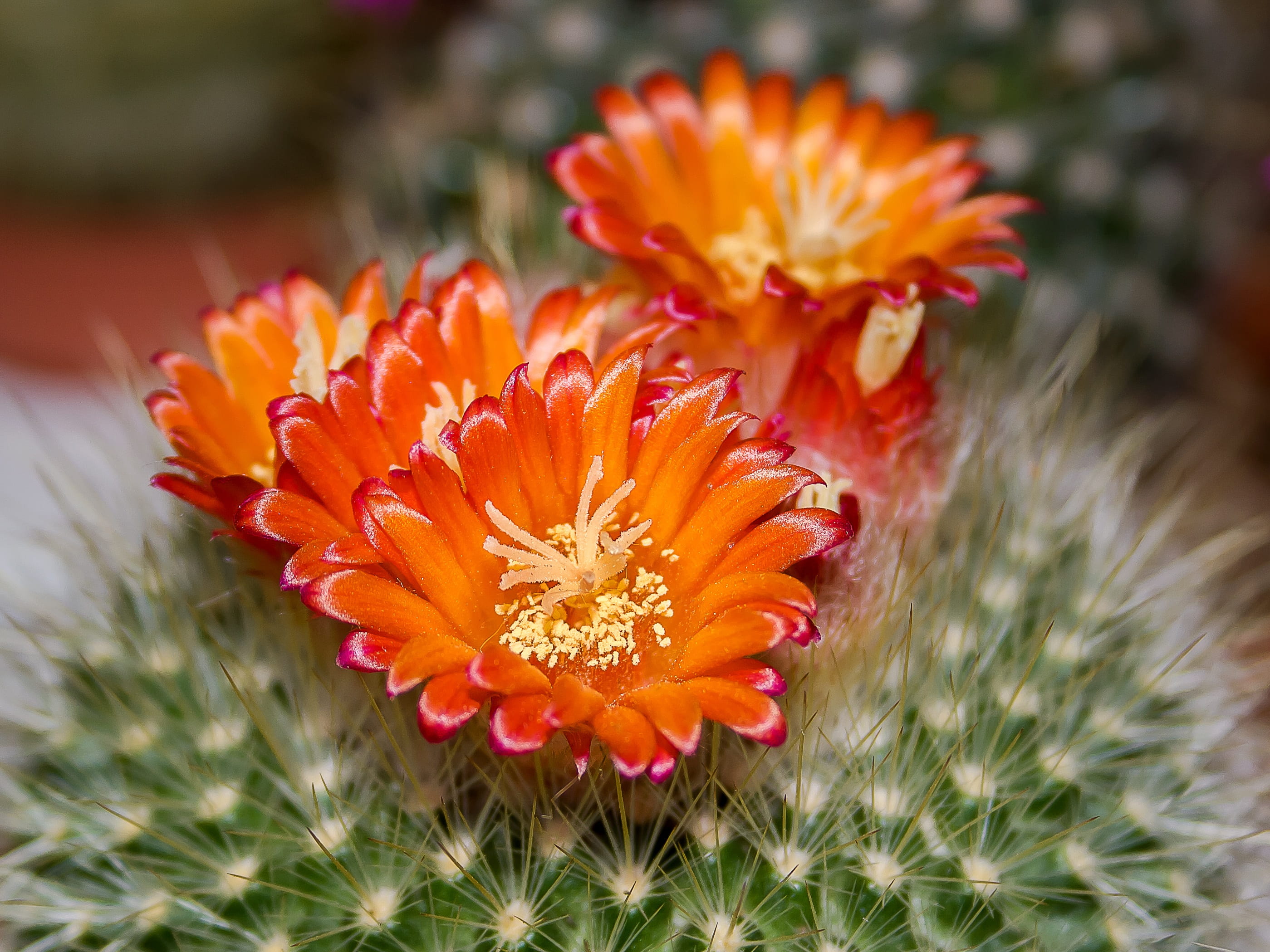 freshness, petal, plant, gazania, nature, 2K, close, closeup, inflorescence, blossom, orange color, close-up, cactus flowers, cactus, photography, outdoors, HD Wallpaper