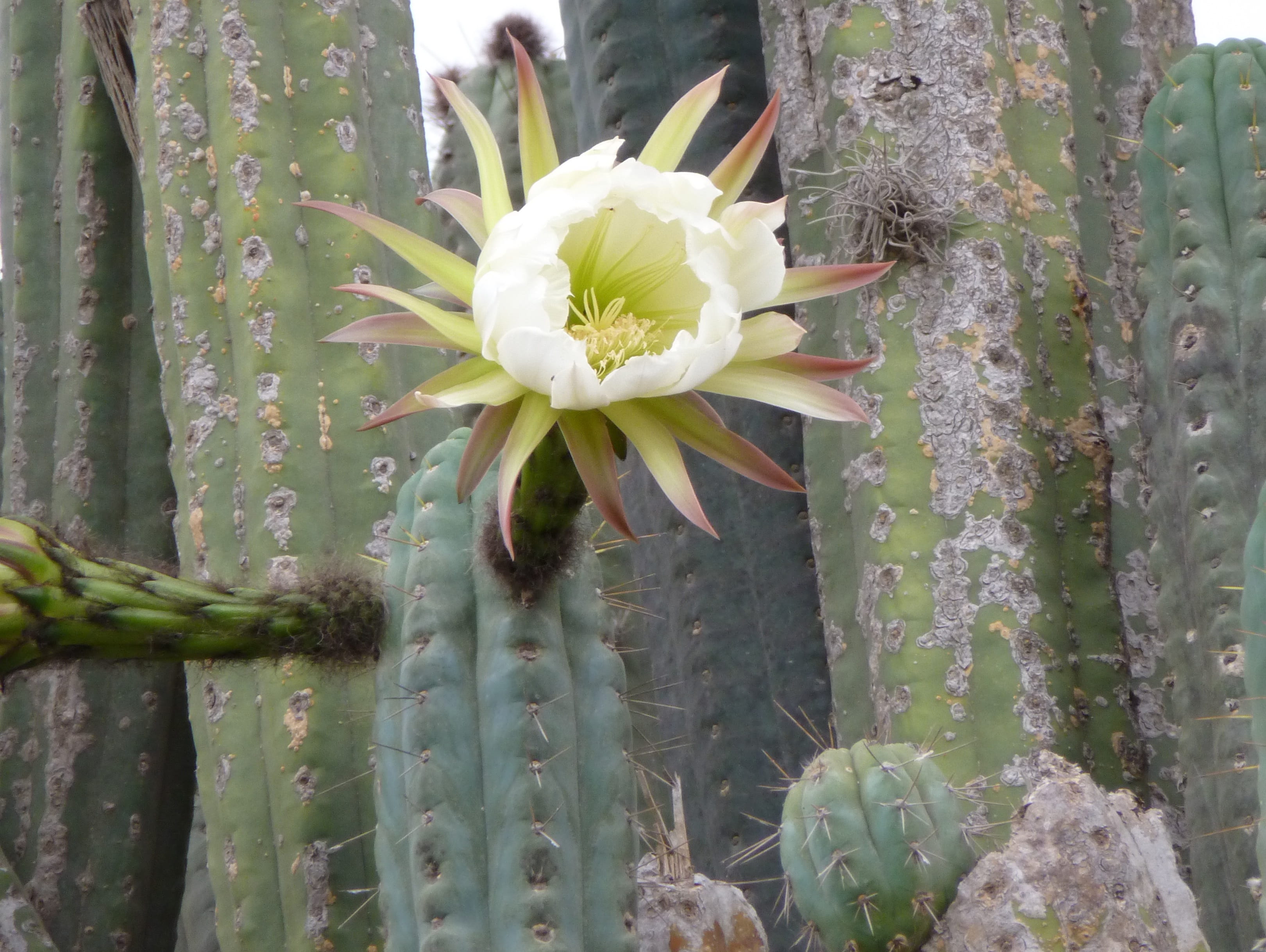outdoors, desert, freshness, flower head, Cacti, spiked, day, petal, close-up, green color, san pedro, thorn, inflorescence, fragility, 2K, white color, HD Wallpaper