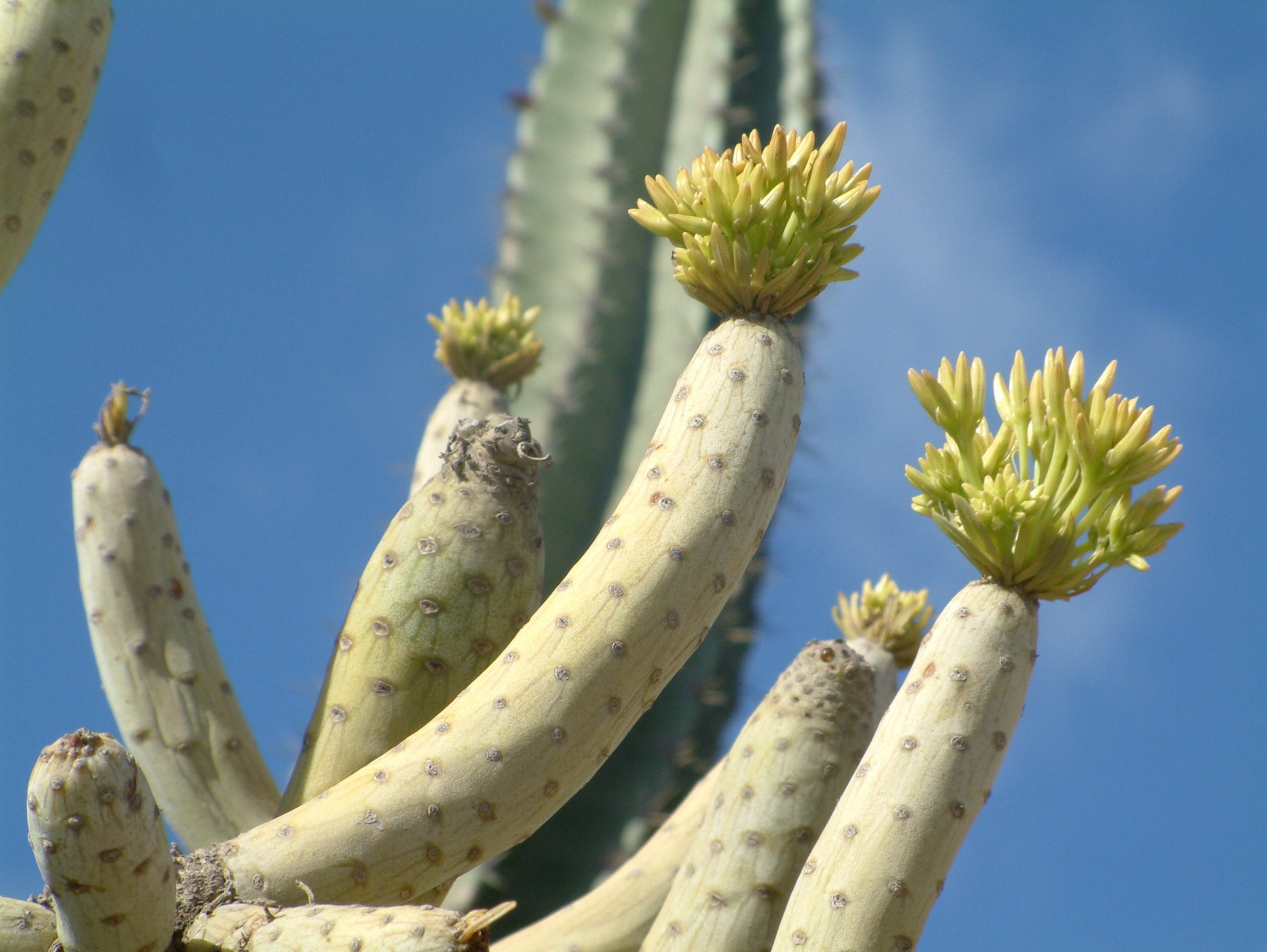 healthy eating, 2K, no people, green color, sunlight, flower, succulent, beauty in nature, outdoors, nature, cactus, flowering plant, sky, day, food and drink, HD Wallpaper