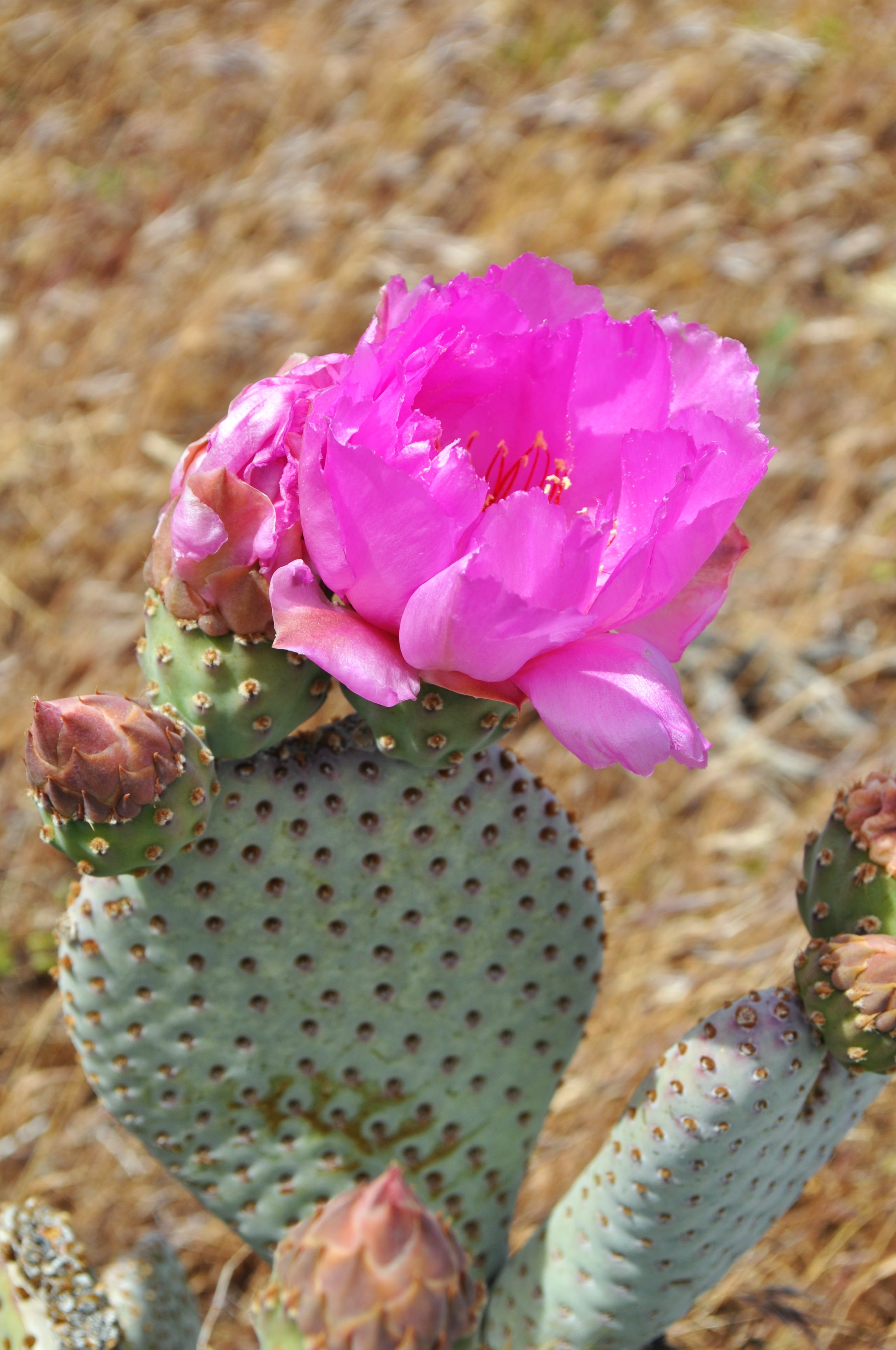 flora, pollen, springtime, flower, flowering plant, pink, succulent, pink color, 4K, outdoors, vulnerability, day, petal, photo, cacti, fragility, cactus, Phone HD Wallpaper
