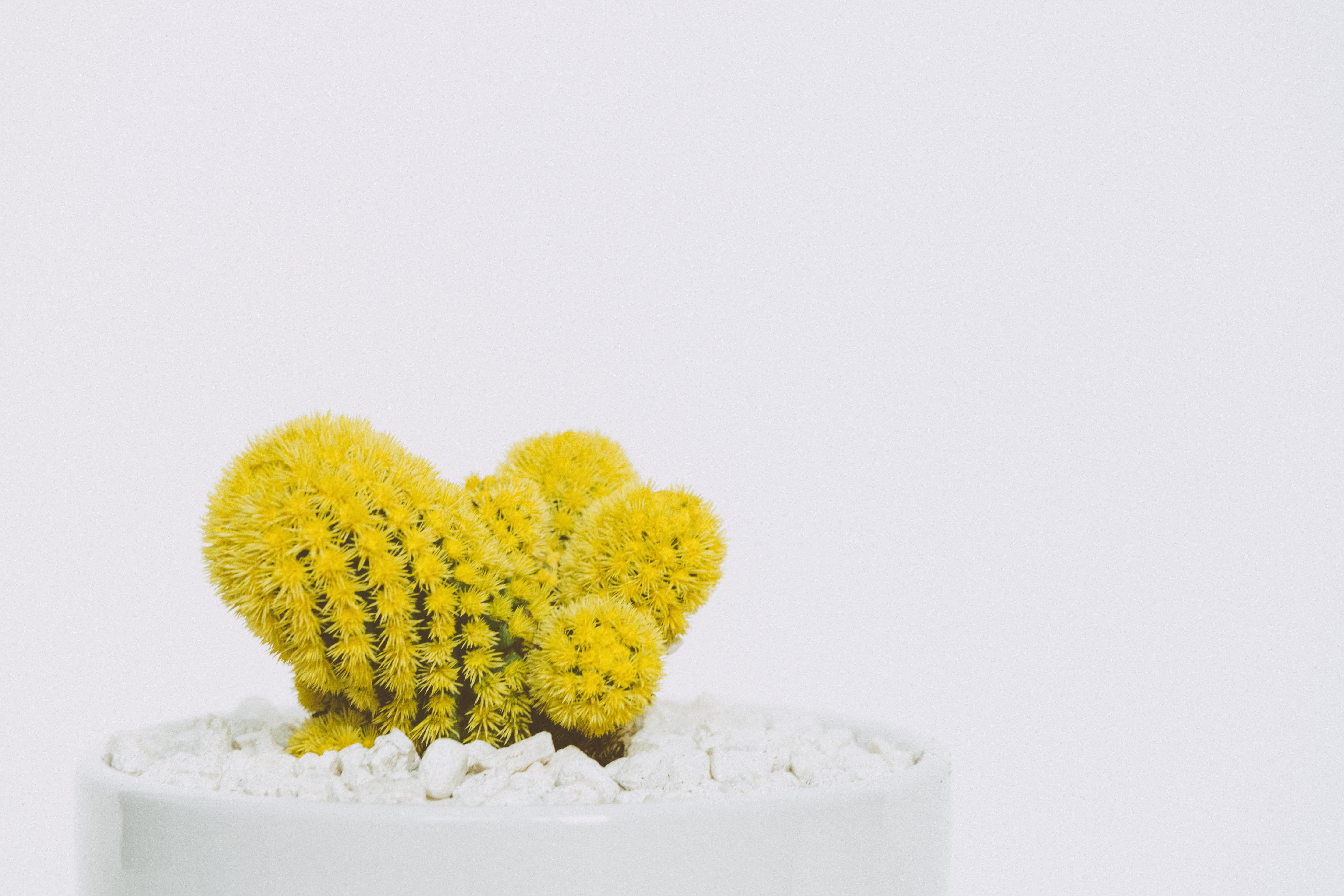color, white background, plant, growth, food and drink, decor, decoration, flowering plant, simplicity, yellow, cacti, prickly, spikes, studio shot, nature, HD Wallpaper