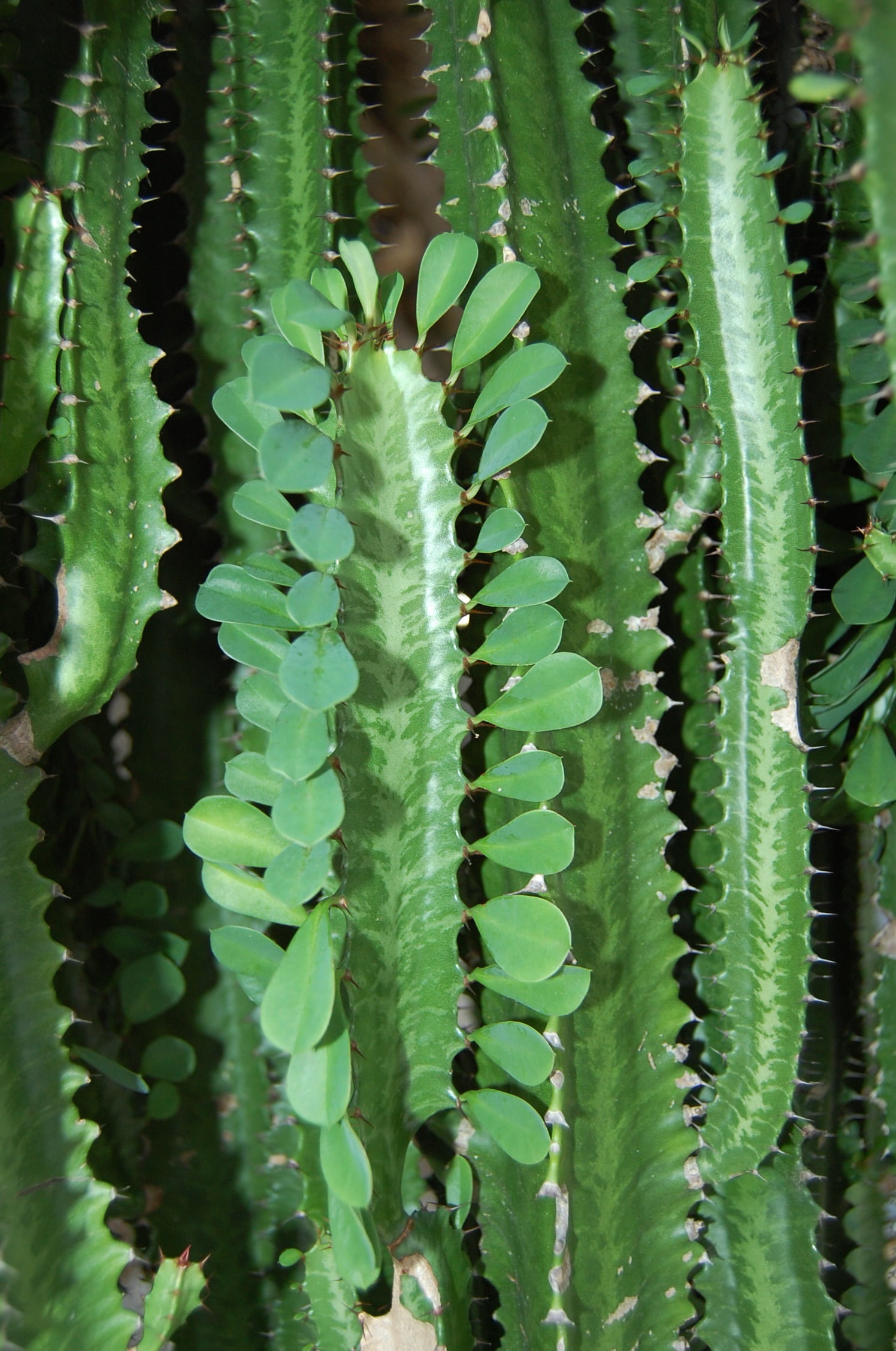 beauty in nature, outdoors, cactuses, cactus, leaf, field, natural pattern, full frame, growth, green Color, spiked, succulent Plant, no people, spiky, Phone HD Wallpaper