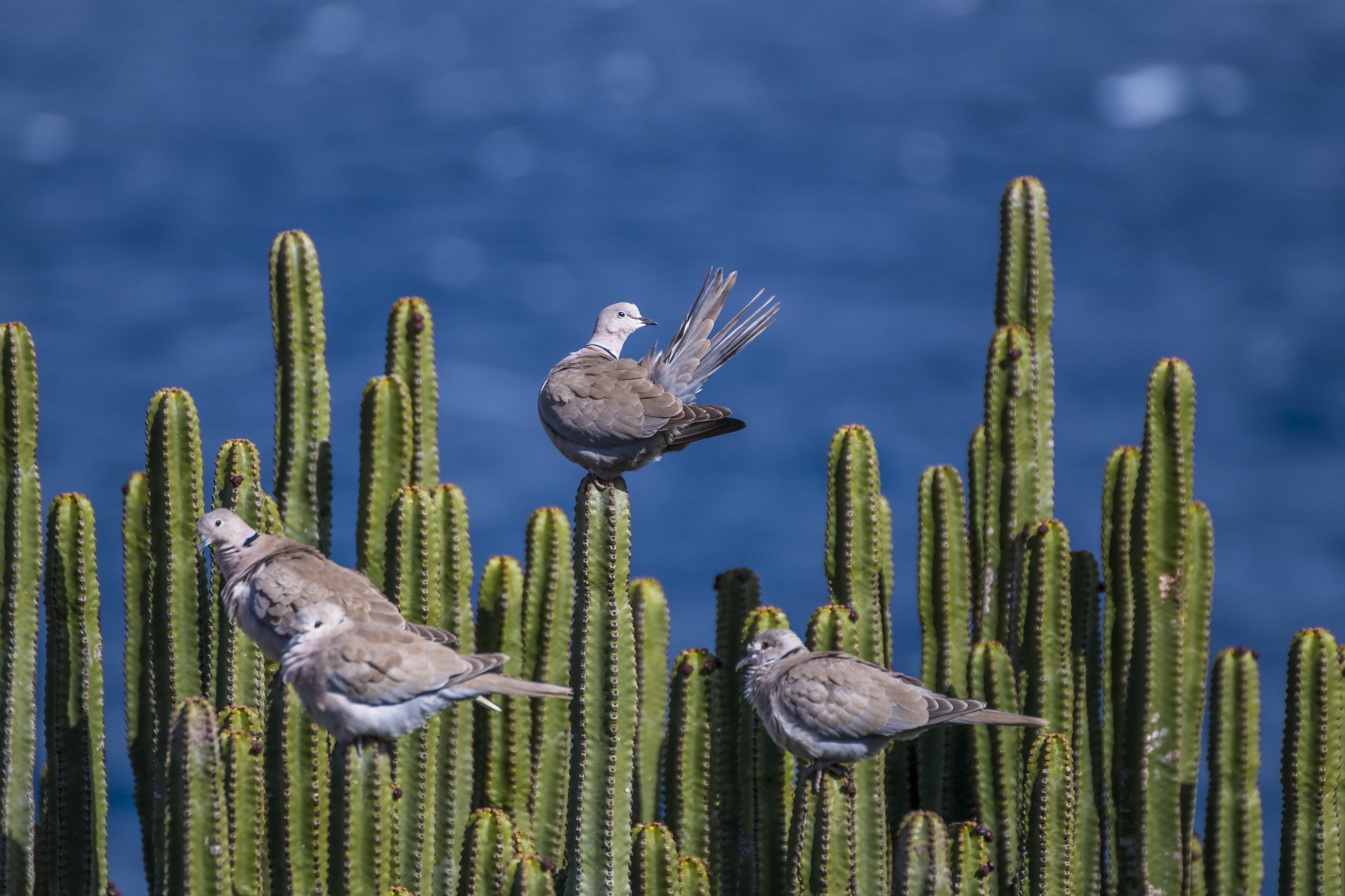 2K, sea, vertebrate, beauty in nature, tenerife, spur, growth, thorns, focus on foreground, perching, animal wildlife, nature, animal themes, animal, close-up, HD Wallpaper