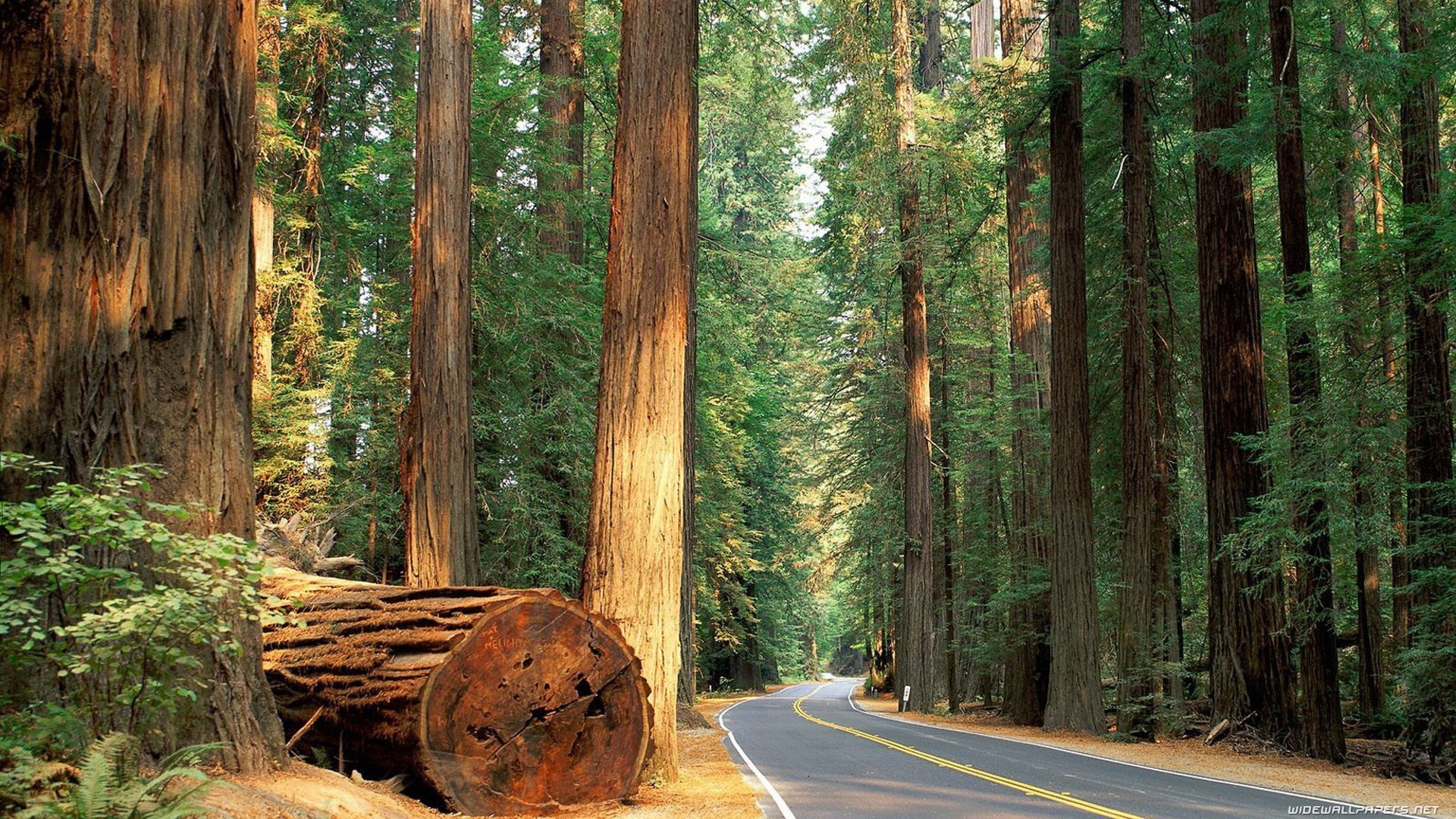 land, plant, the way forward, tree, tree trunk, transportation, beauty in nature, direction, growth, coniferous tree, trees, woodland, log, evergreen tree, HD Wallpaper