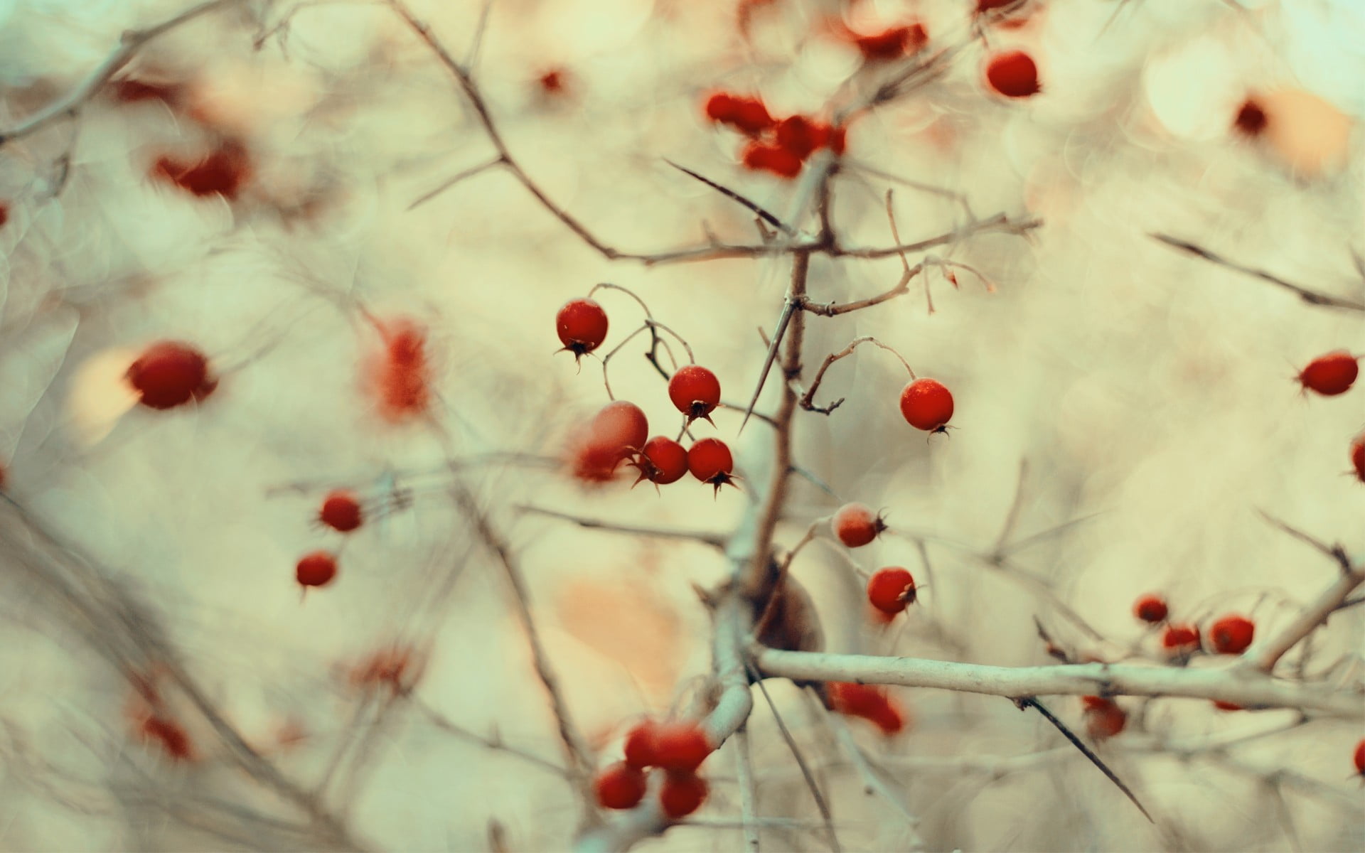 1080P, nature, focus on foreground, close-up, outdoors, freshness, wellbeing, ripe, beauty in nature, tree, plant, berry fruit, day, healthy eating, rowanberry, HD Wallpaper