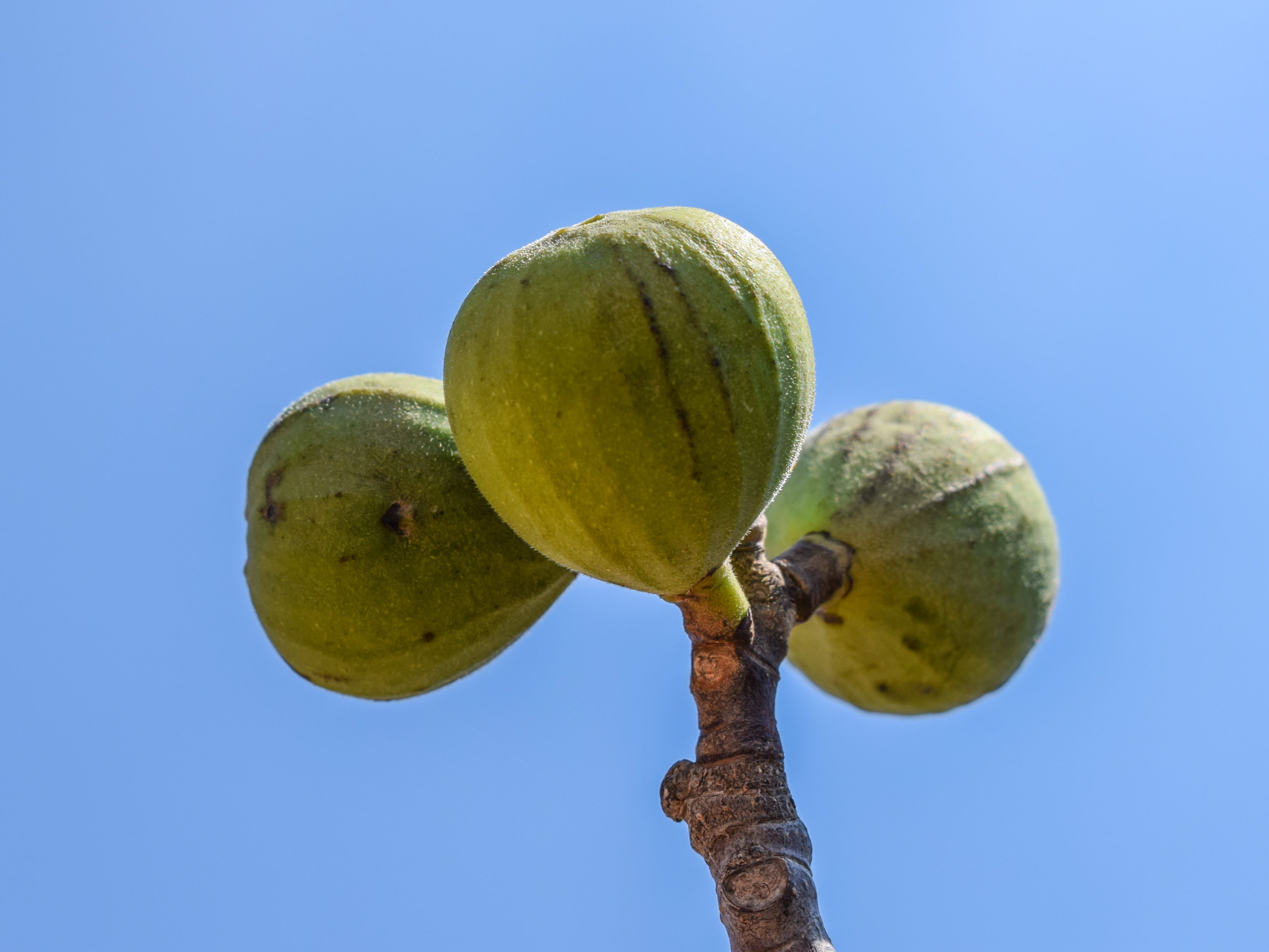 food, Fig, low angle view, day, sky, organic, beauty in nature, fruit, close-up, flora, fresh, blue, healthy, Nature, ripe, clear sky, cyprus, cactus, food and drink, HD Wallpaper