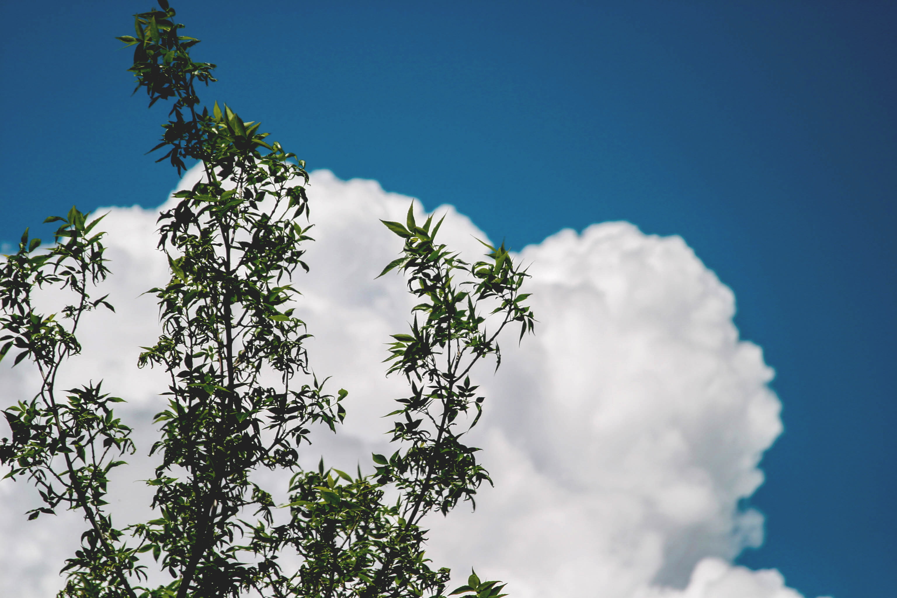 plant, nature, trees, white color, branch, flower, growth, green, blue, tree, white, low angle view, cloud - sky, day, leafed, sky, freshness, clouds, 2K, HD Wallpaper