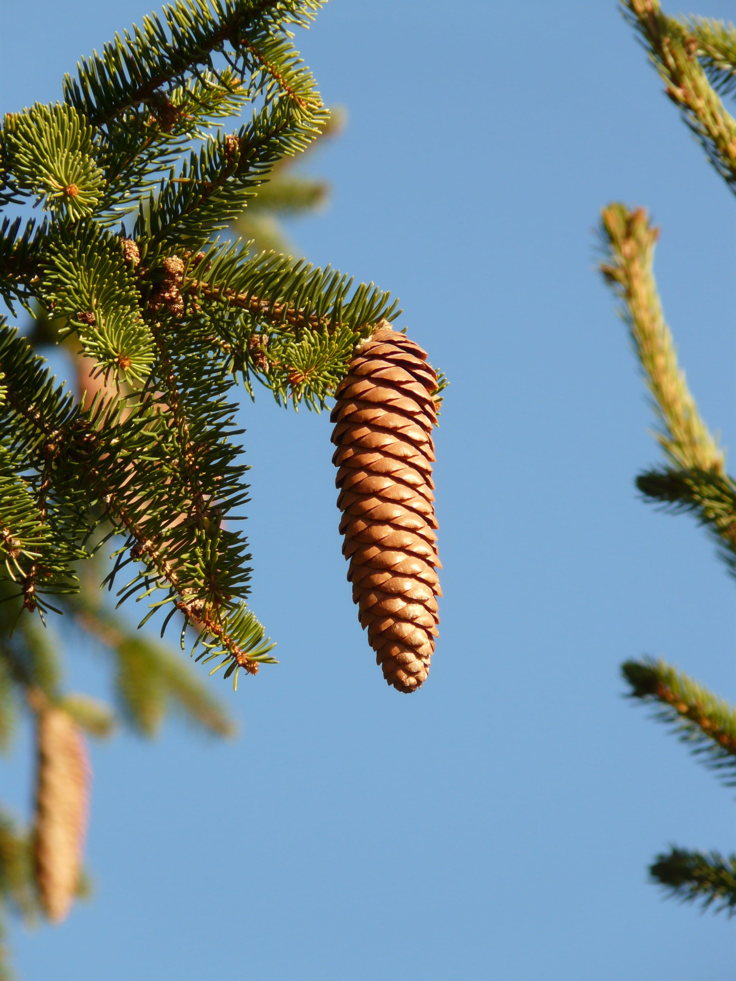 nature, red spruce, Pine Cones, food and drink, pine cone, Tap, needle - plant part, low angle view, close-up, sunlight, branch, day, beauty in nature, Phone HD Wallpaper