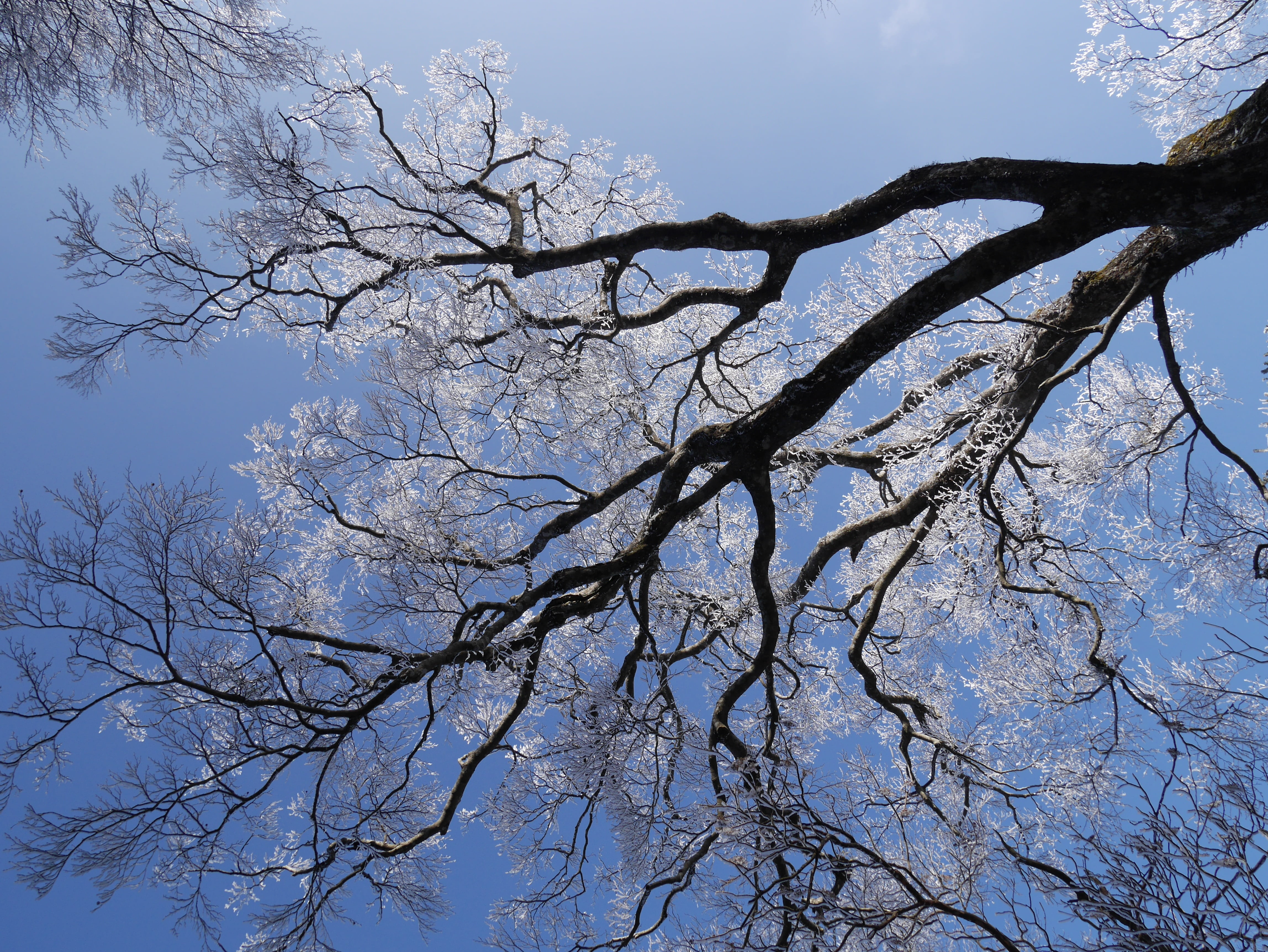 low angle view, nature, outdoors, plant, tranquil scene, blue sky, beauty in nature, trunk, blue, tree, arid climate, tree canopy, no people, environment, HD Wallpaper