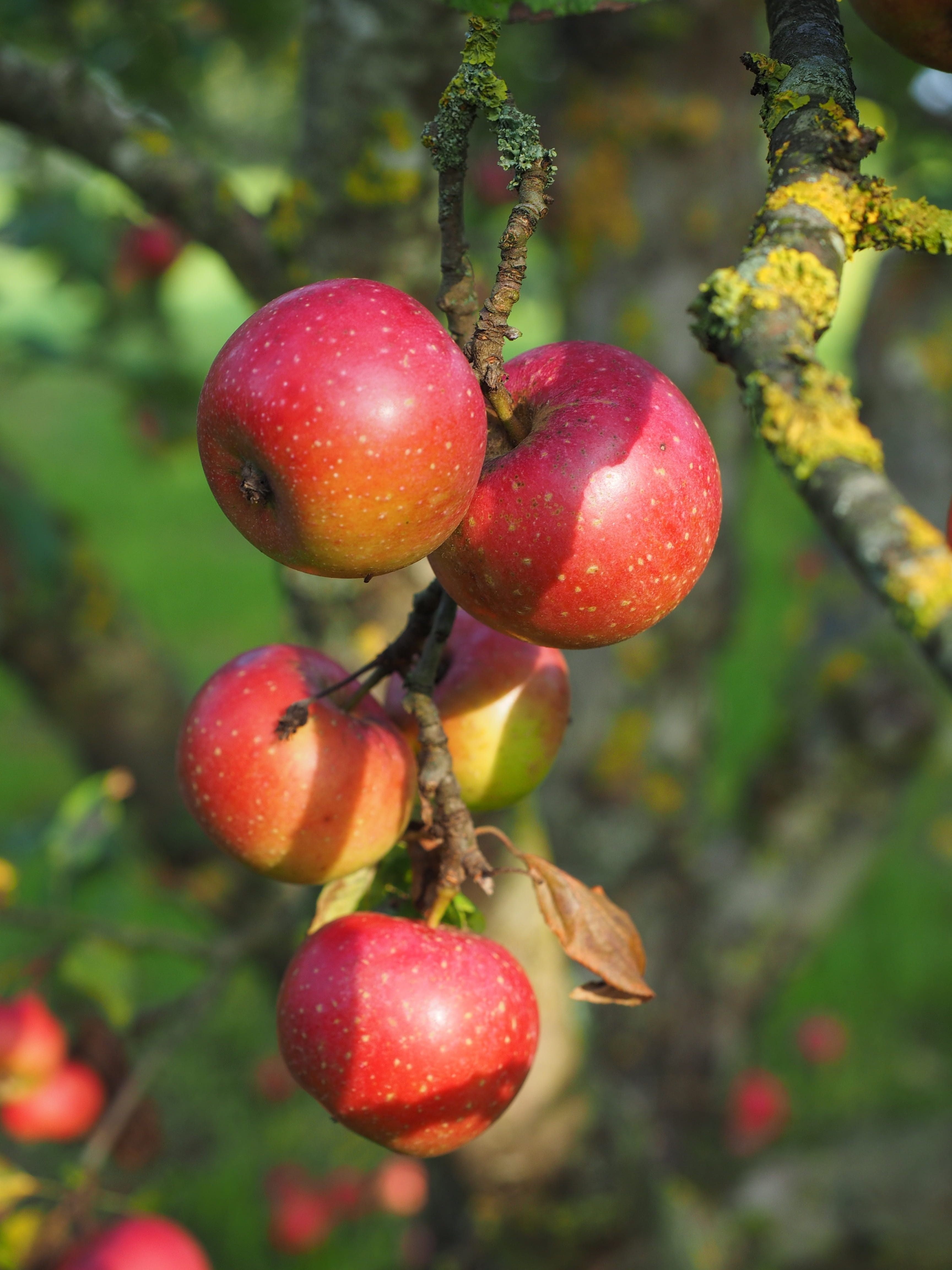 leather apples, rennet of montfort, vitamins, outdoors, frisch, close-up, 4K, Boskop, summer, food, beauty in nature, ripe, agriculture, Boskoop, culture of apple, Phone HD Wallpaper