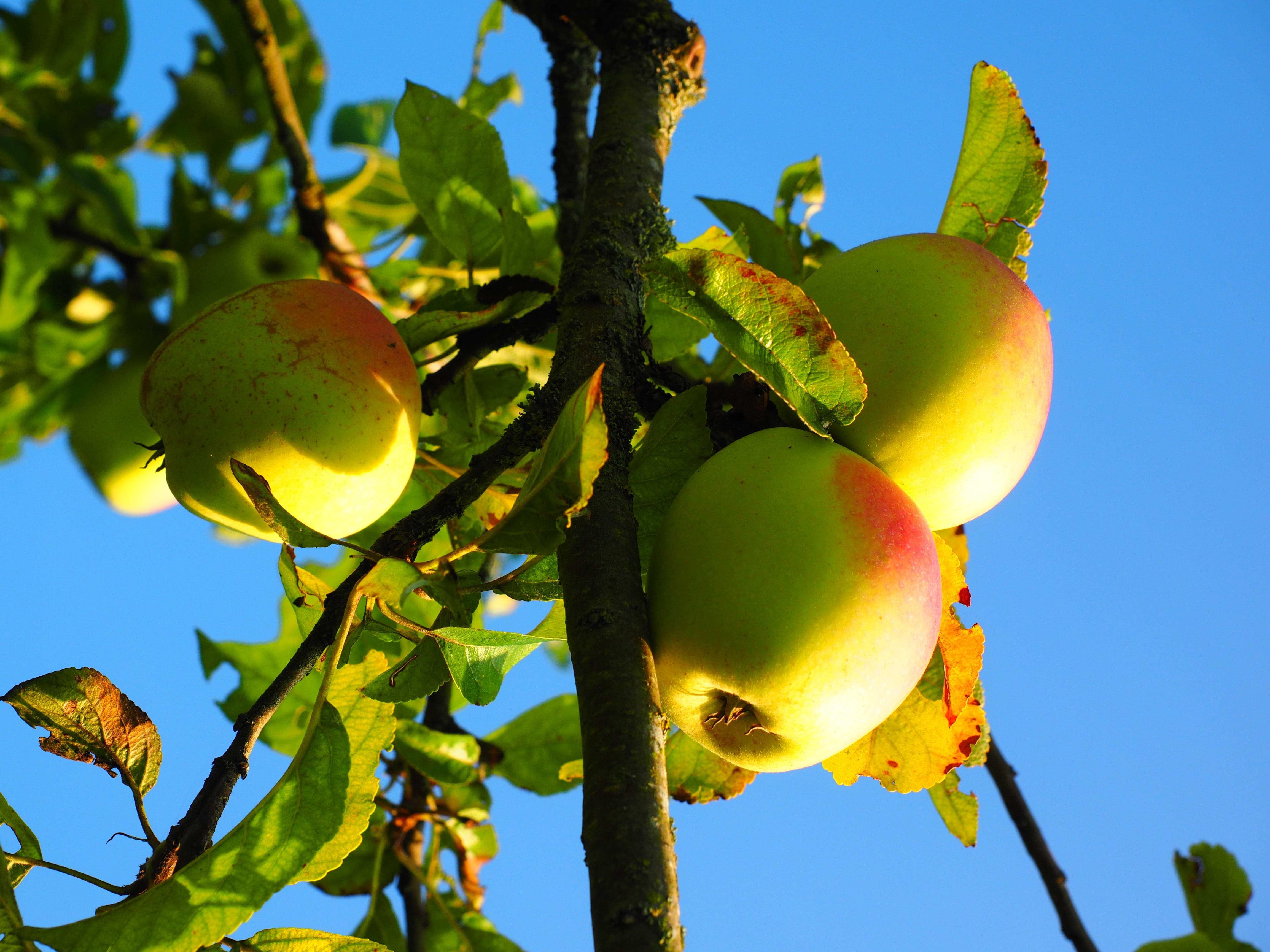 tree, red, plant part, branch, beauty in nature, healthy, Fruit, blue, food and drink, 4K, food, Apple Tree, green Color, Frisch, sunlight, vitamins, low angle view, HD Wallpaper